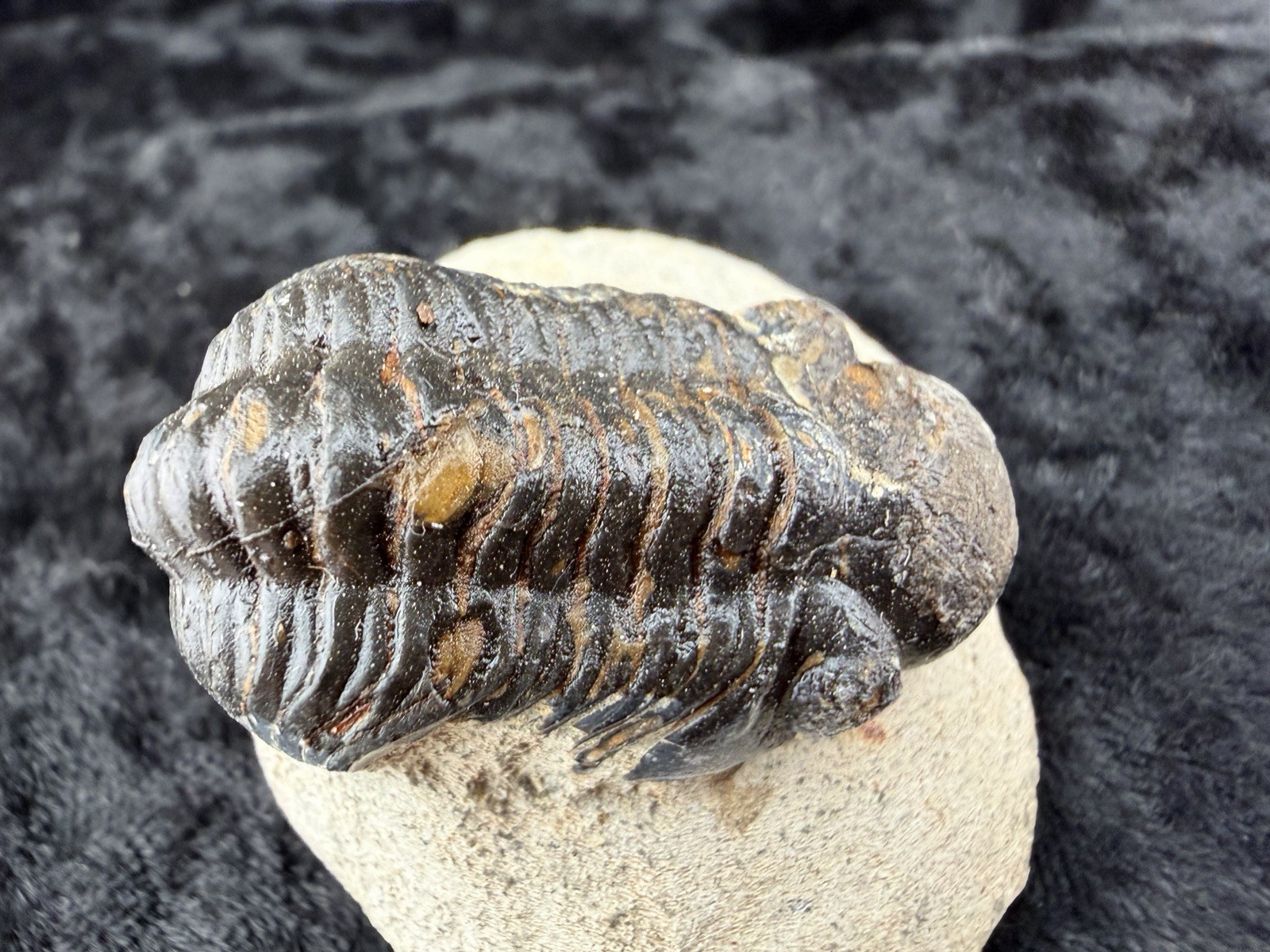 Trilobite Fossil in Sandstone Matrix from Morocco.    50  g.