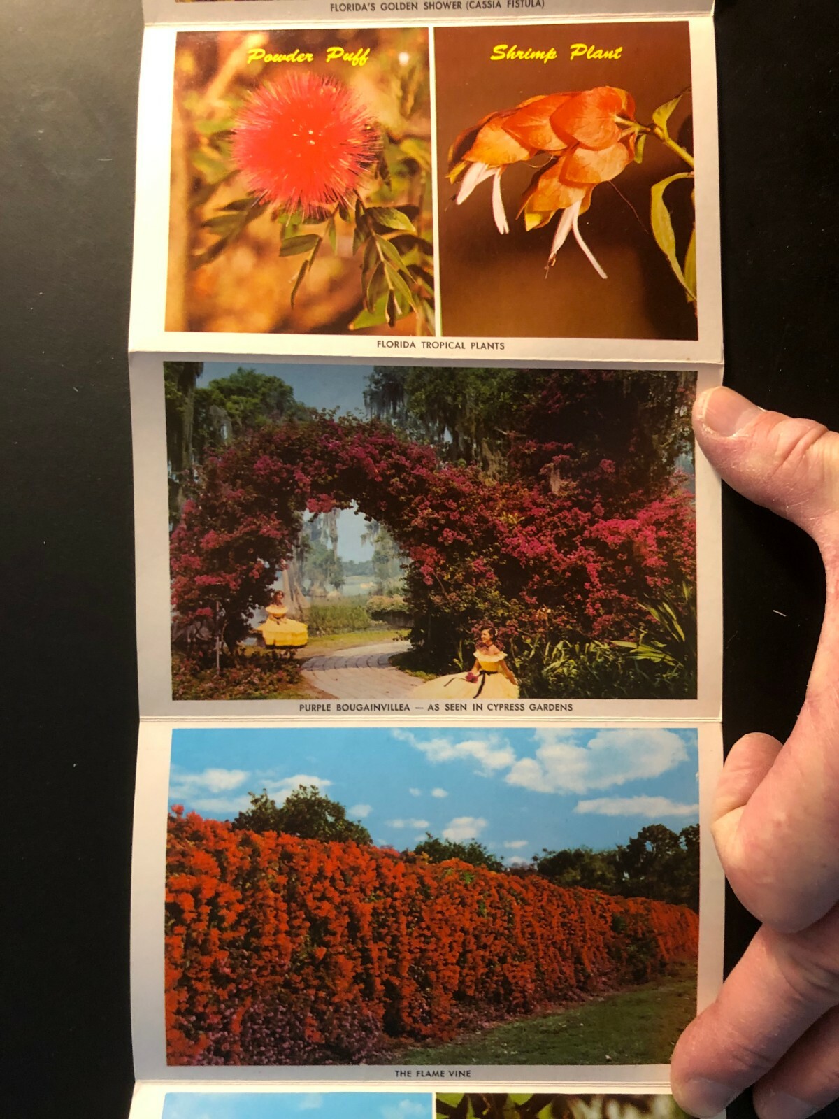 Old Vintage"FLORIDA FLOWERS" Fold Out Views Printed 1964 Made in USA