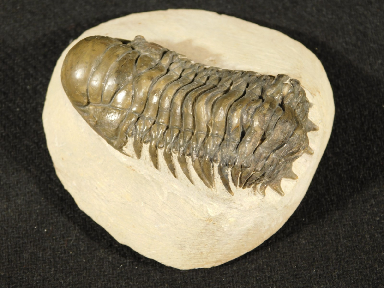 Larger! Crotalocephalina TRILOBITE Fossil 100% Natural Morocco 225gr