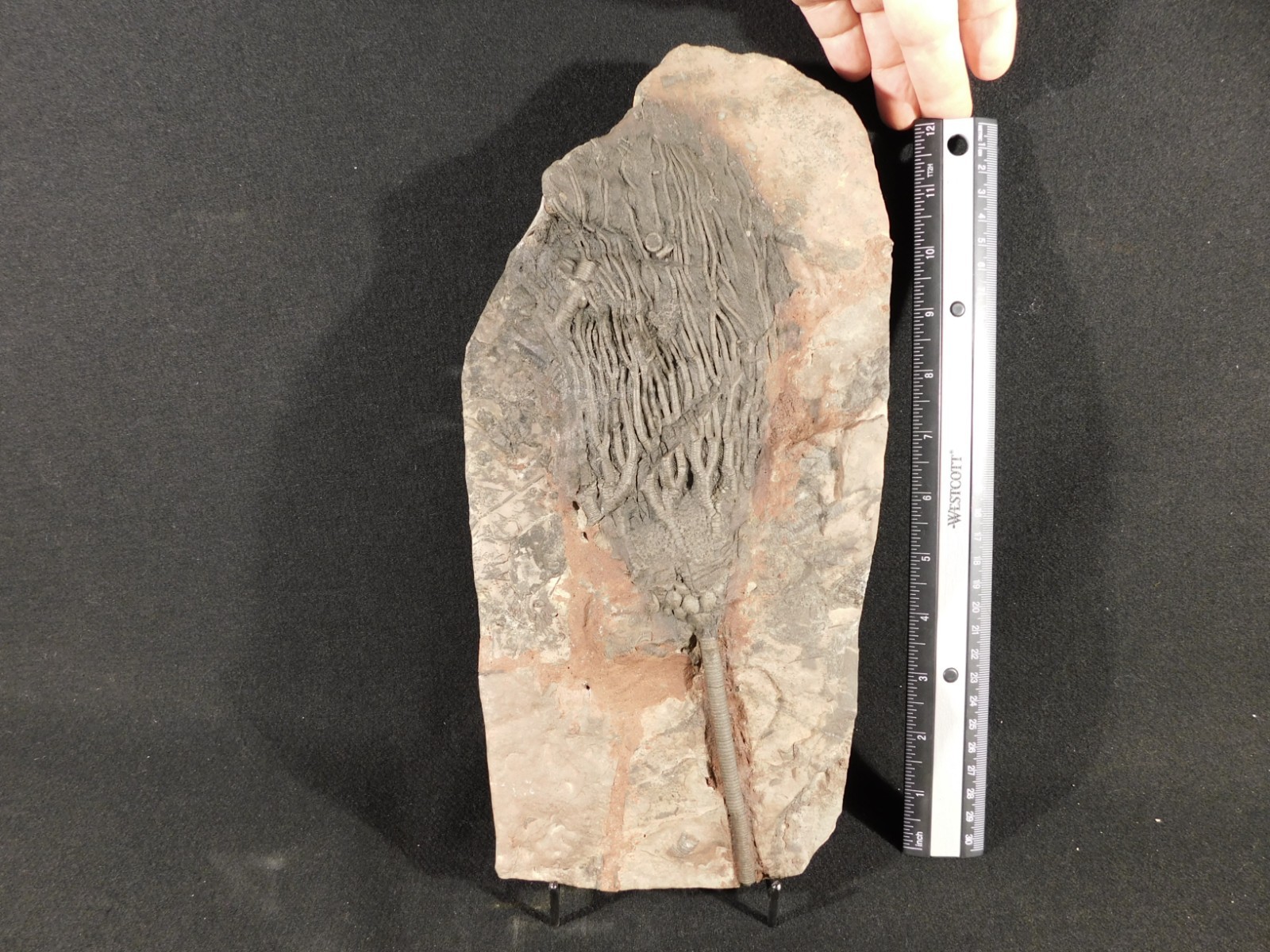 wOw BIG!! 430 Million Year Old! CRINOID Fossil or Sea LILY Fossil Morocco 1801gr