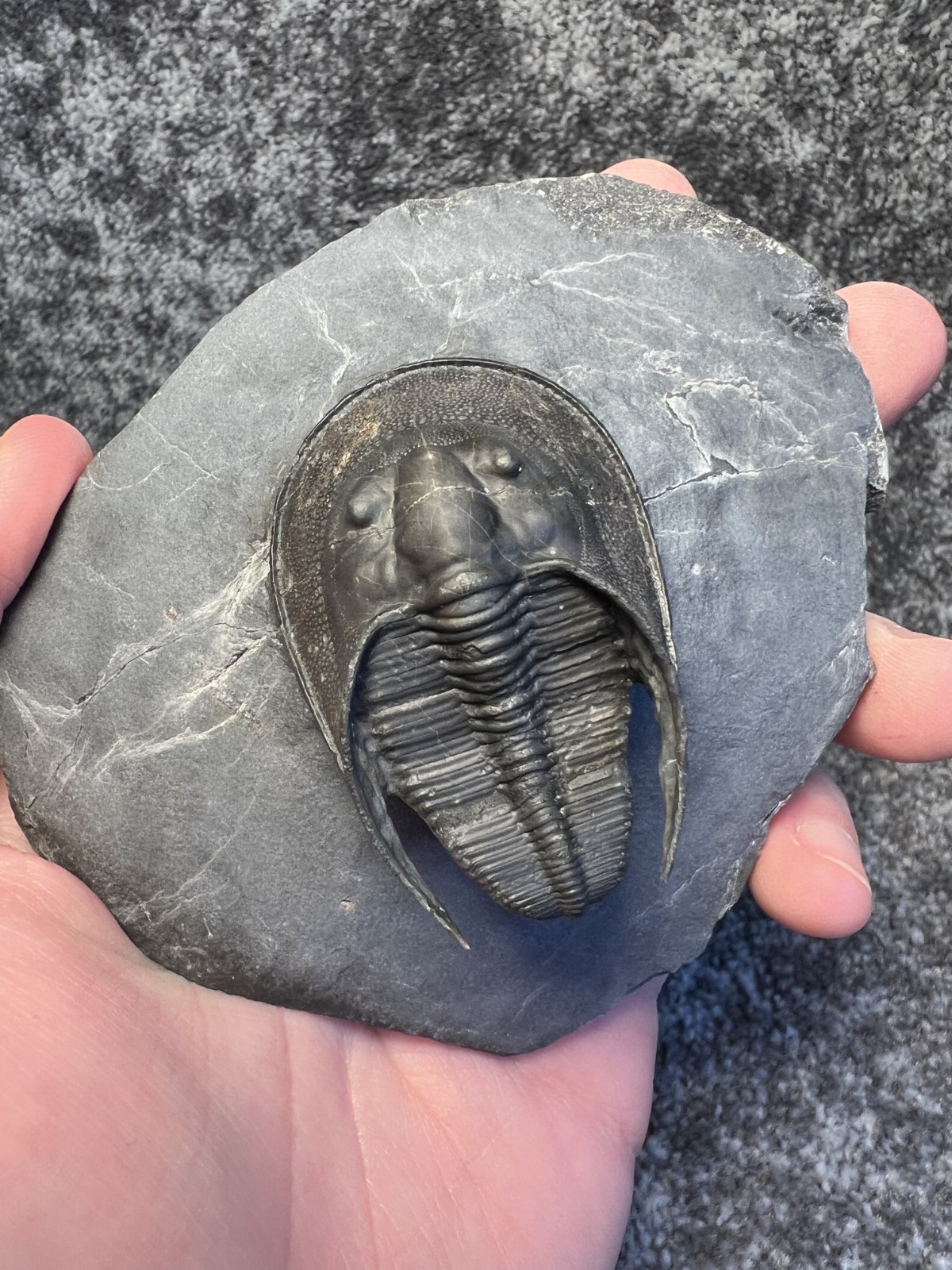 Harpes aff. perradiatus Trilobite Fossil – Collector Specimen