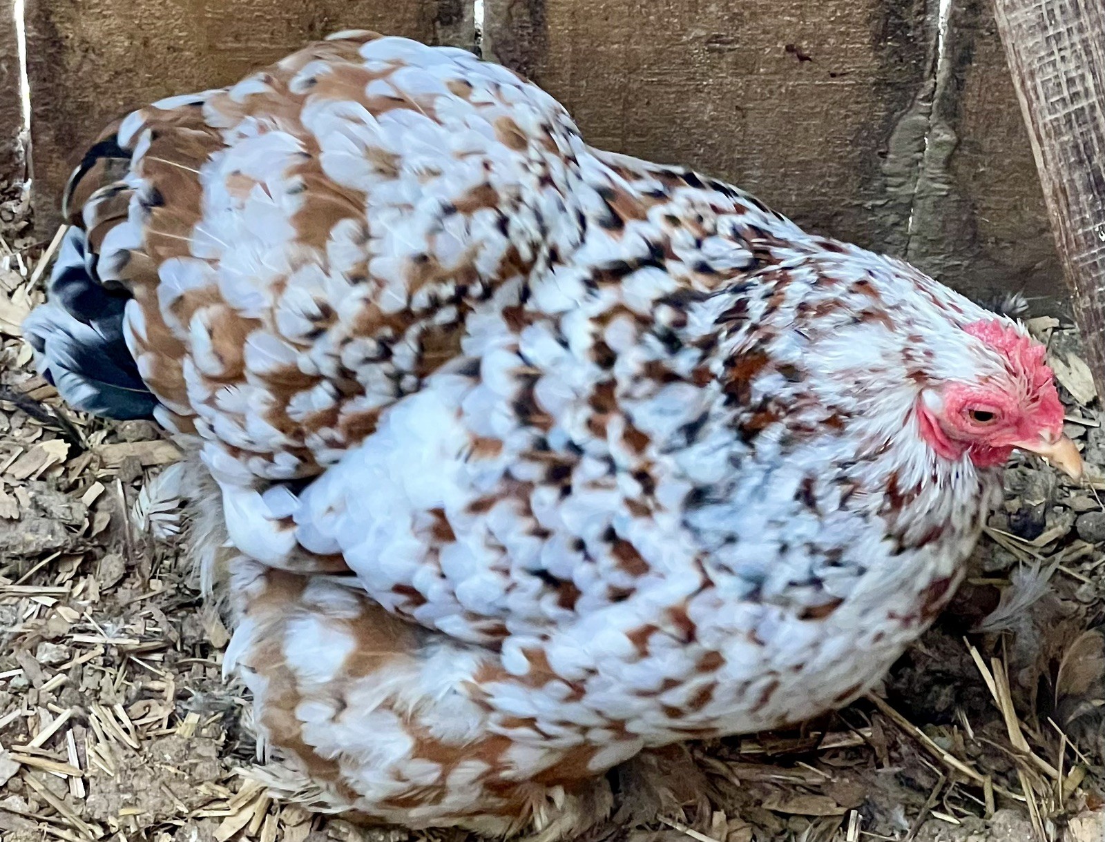 Dozen Mille Fleur Bantam Cochin Eggs