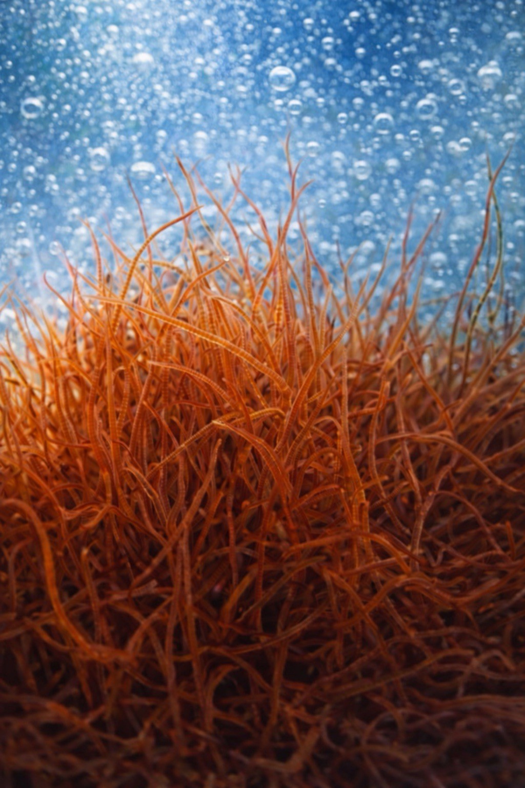 🪱💧 Live BLACKWORMS 100+ Healthy Strand - Organic, Self Raised 💧🪱