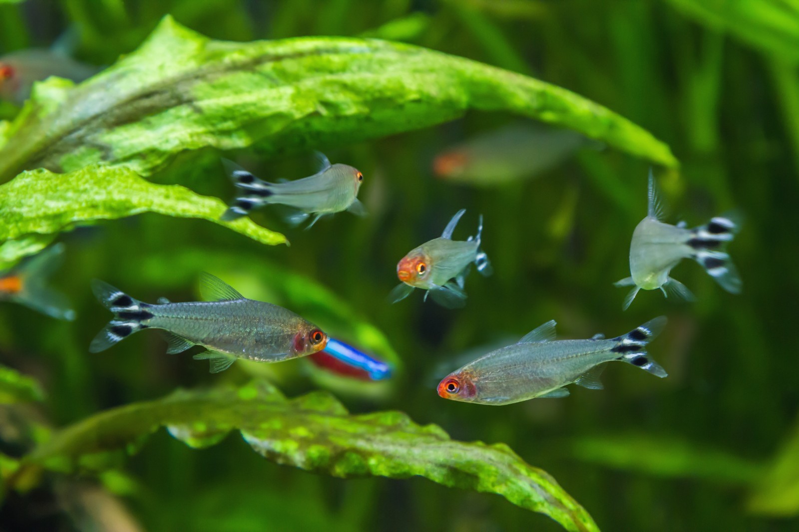 Ultra Small Floating & Sinking Pellet Tropical Fish Food Mix Tetra Gourami A453
