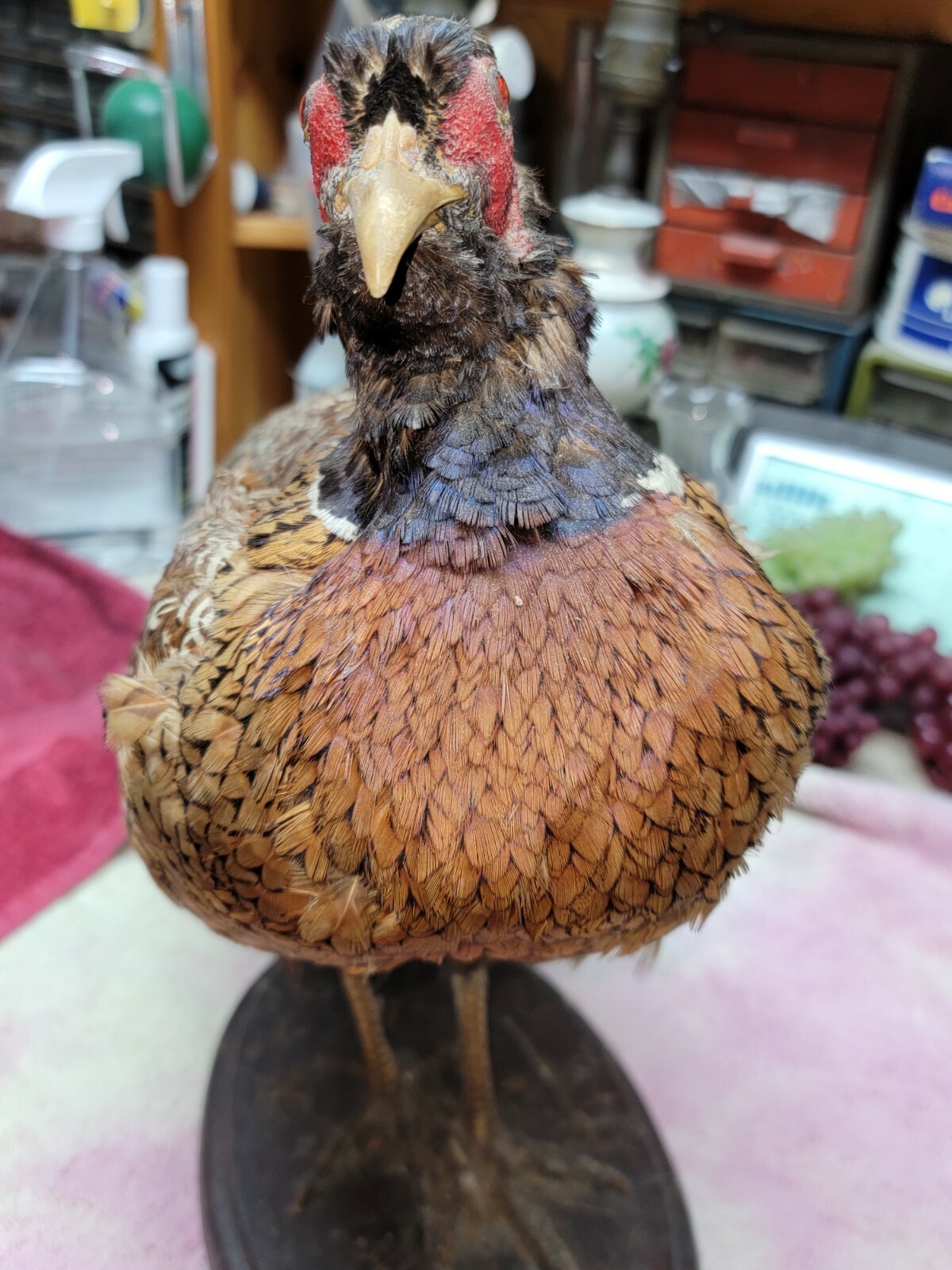 Female Hen Ringneck Pheasant Hen Taxidermy Mounted Plack/ Beautiful 😍 Colors