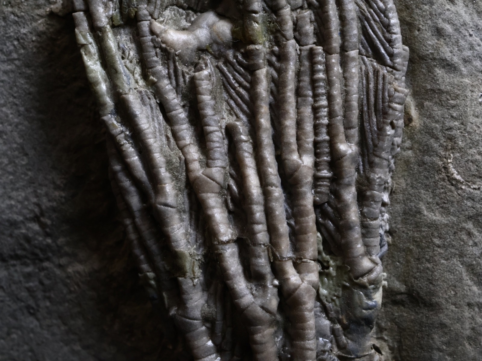 Big Abrotocrinus unicus Fossil Crinoid, Crawfordsville, Indiana
