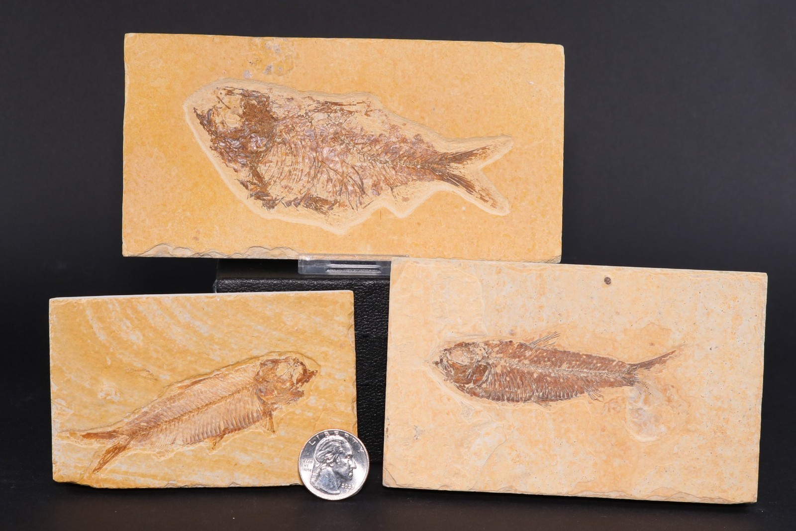 3 Fossil Fish Knightia eocaena Fossil Lake Green River Fm Wyoming WY COA 11910