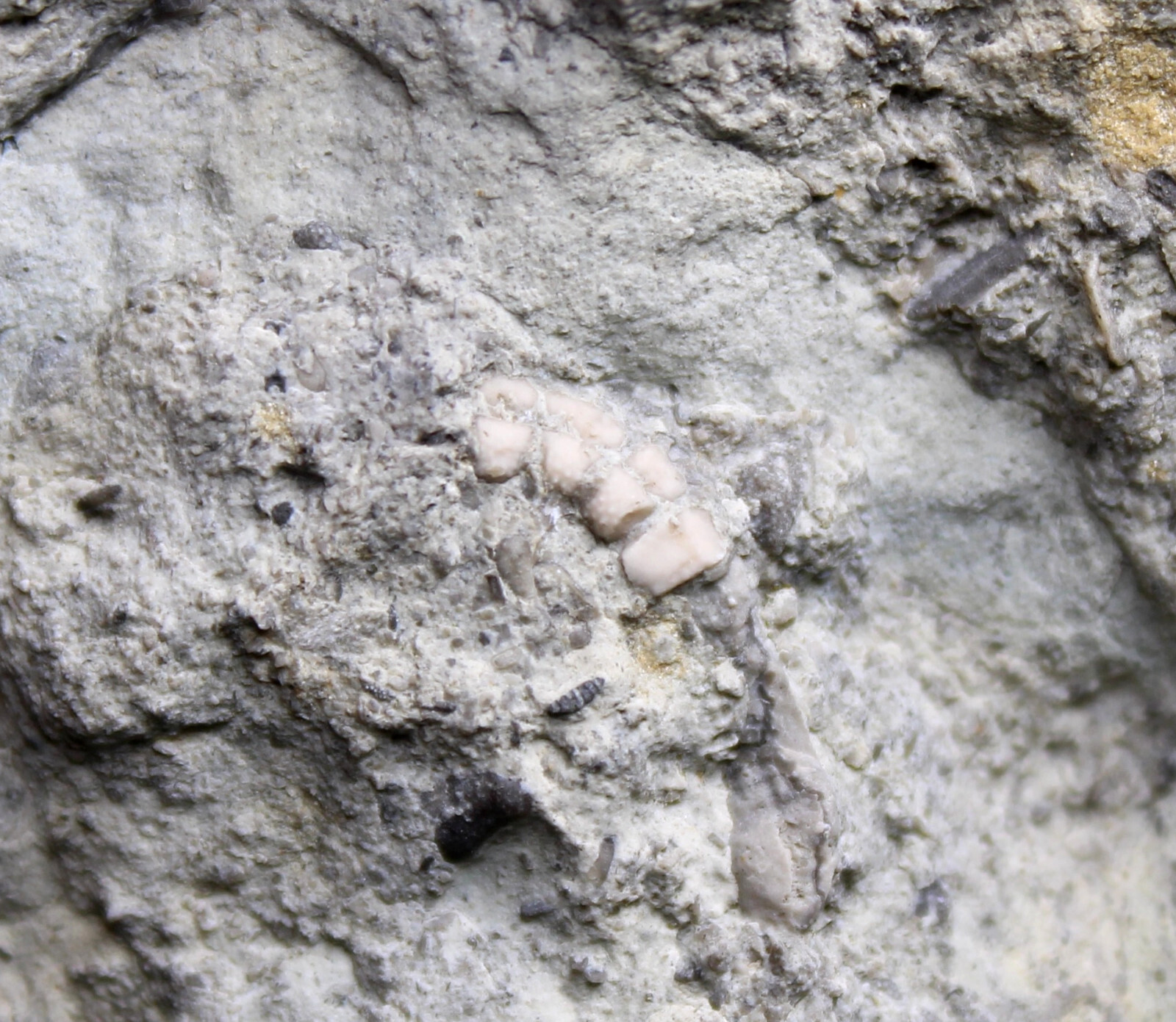 Rare Cyclocystoid Fossil Weird Echinoderm Ordovician Indiana Whitewater Fm