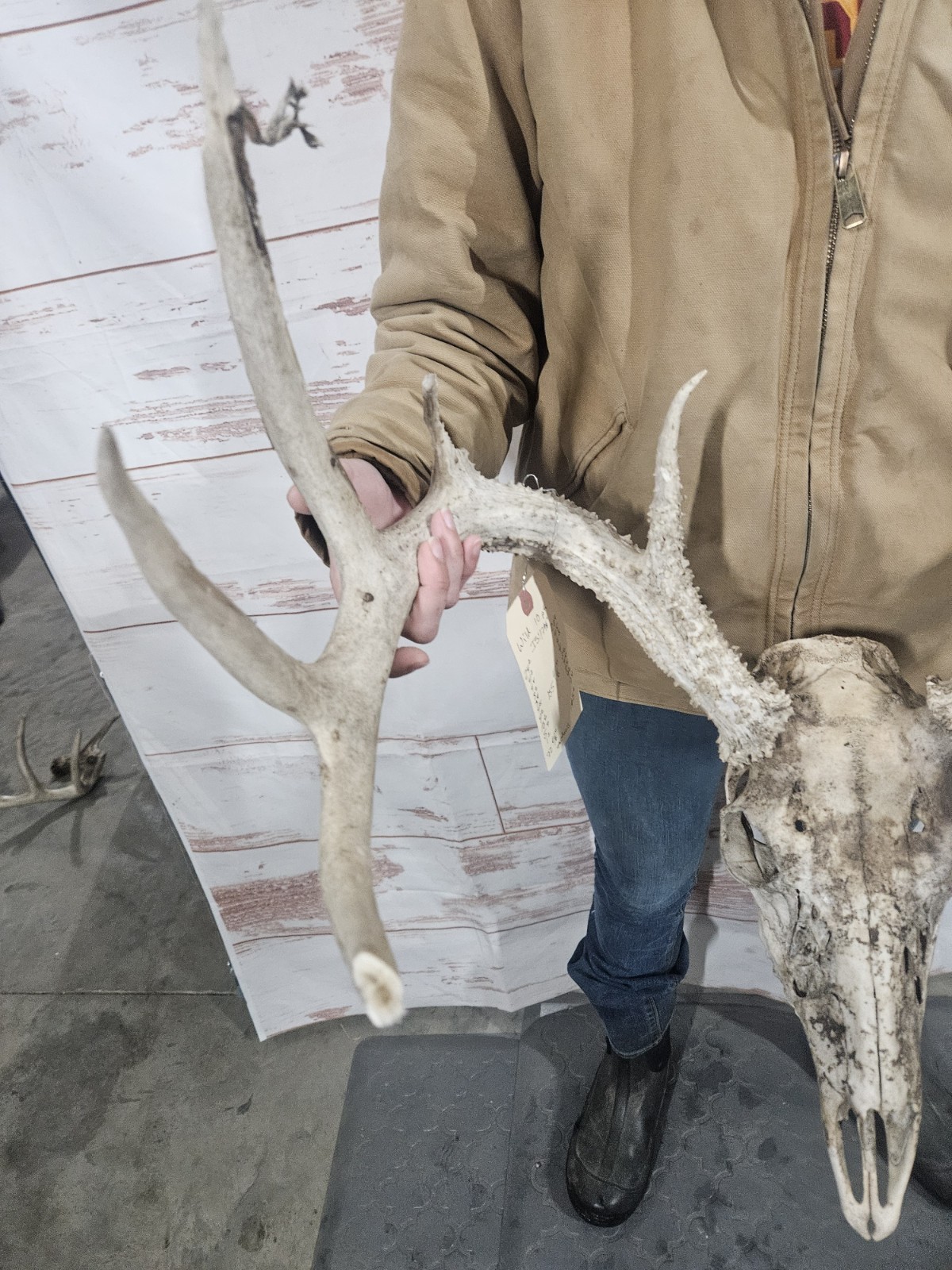 Wild 10 Point Whitetail Deer Antler Rack Horn European Skull Mount Man Cave 155"