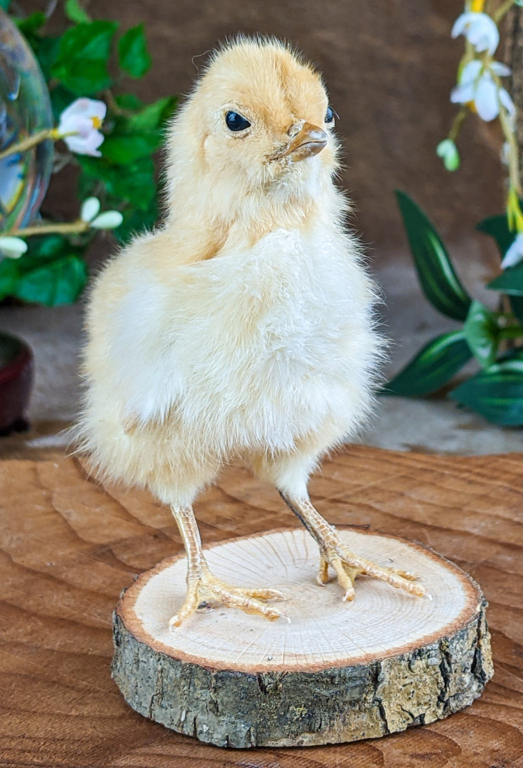 BABY Chick Chicken standing w/ wood base real taxidermy Curiosities oddity gift