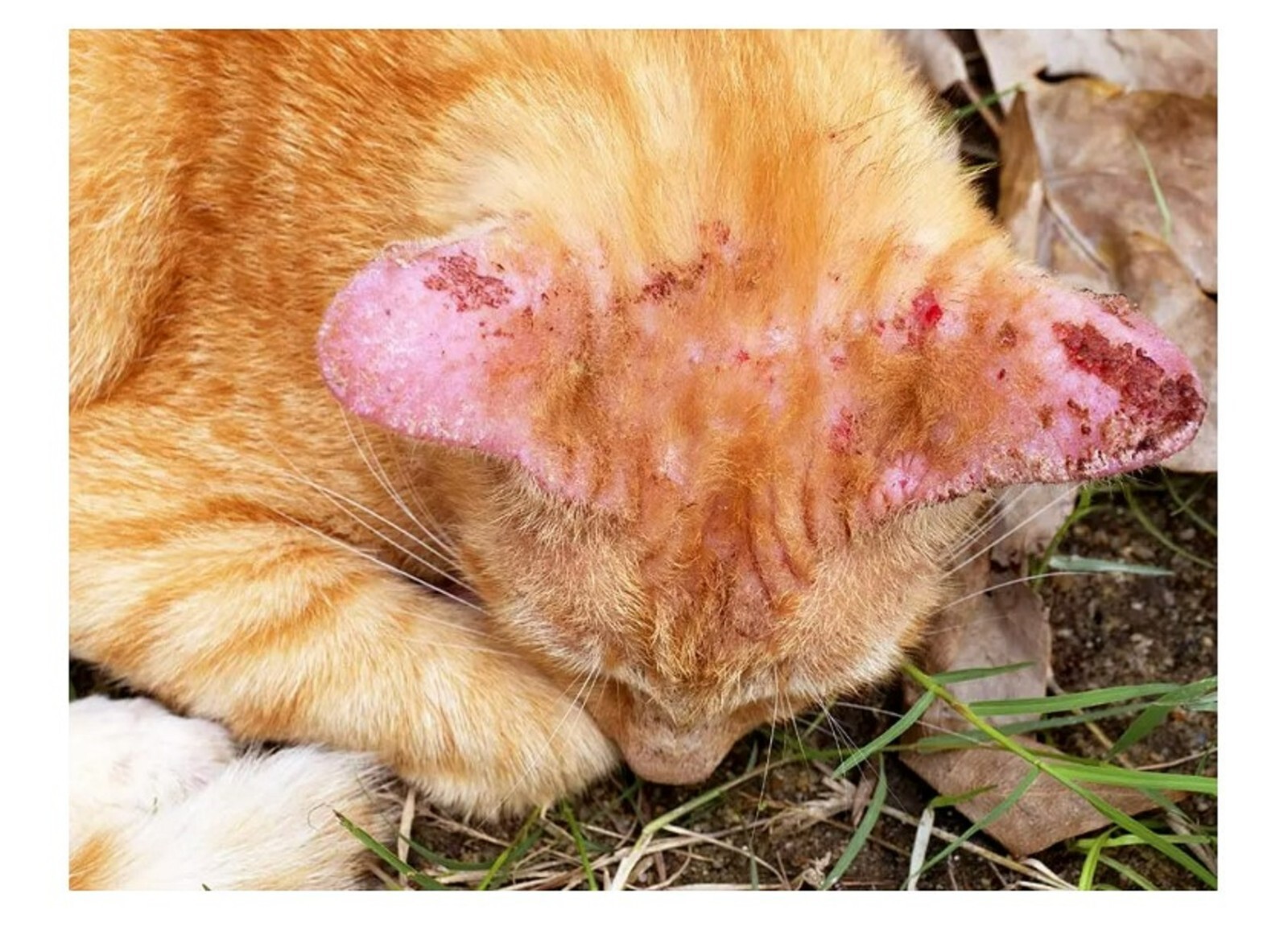 FUNGUS SKIN IN DOGS & CATS - GET RID OF FUNGUS YEAST DERMATITIS (Made in USA)