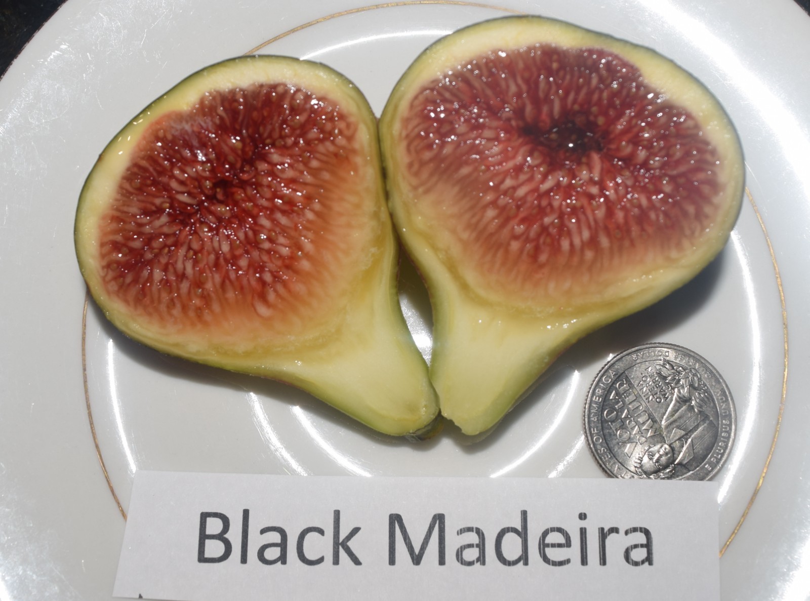 Fig Tree Cuttings. TWO FREE GIFTS. Choose Your Varieties. 50+ varieties!