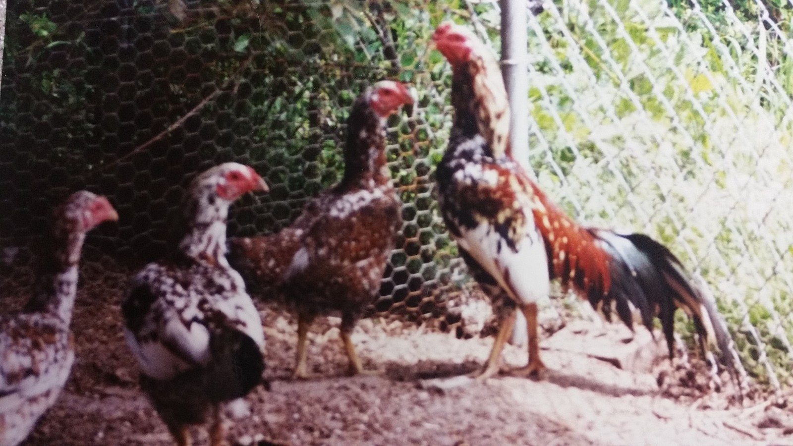 12 ASSORTED WAHL ASIL EGGS