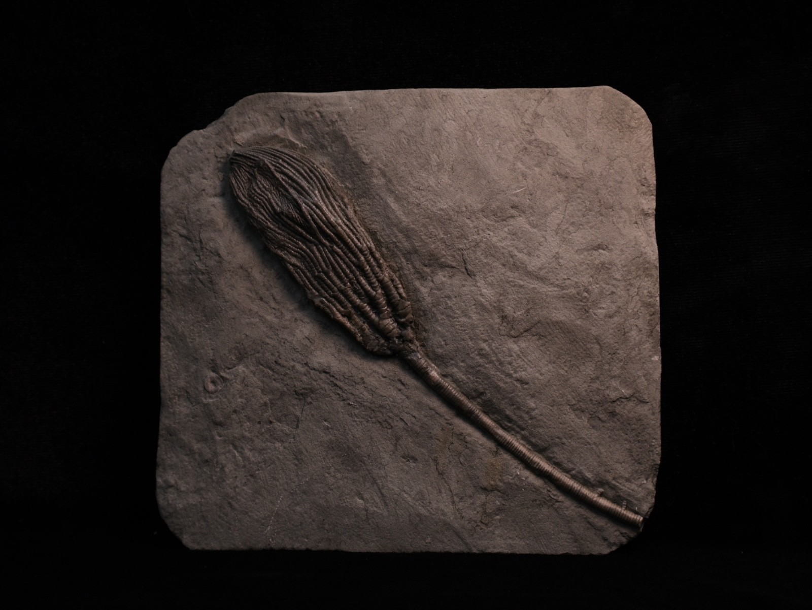 Sweet Pachylocrinus aequalis Fossil Crinoid, Crawfordsville, IN