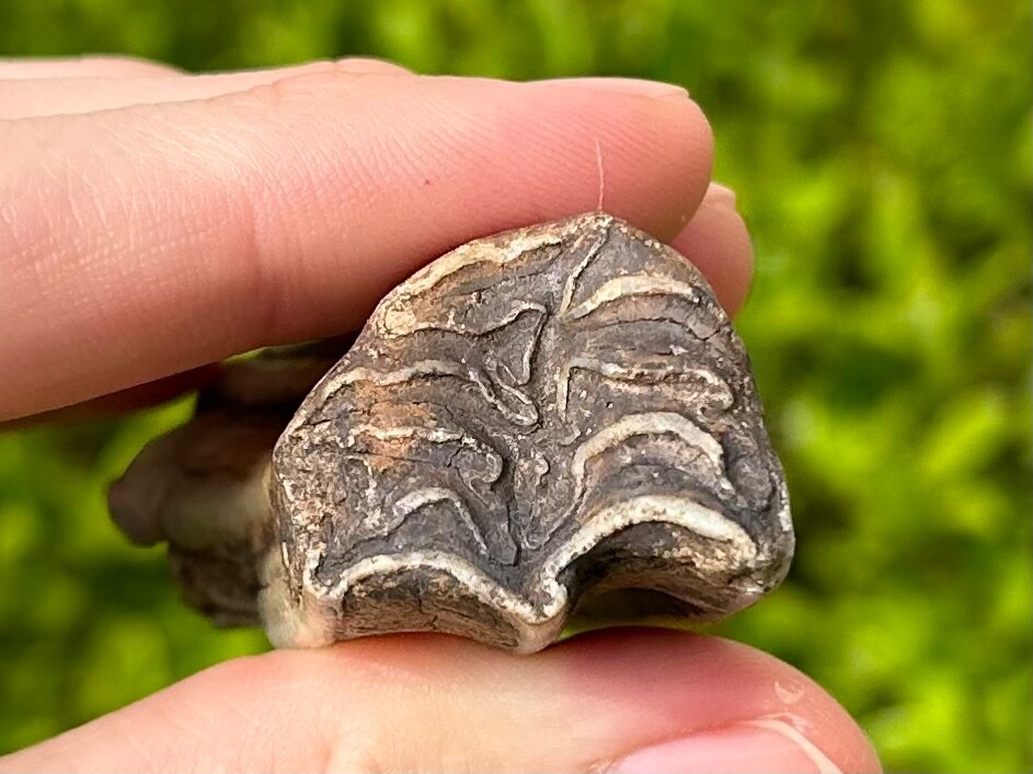 Texas Fossil Horse Tooth Equus Rare Location Pleistocene Ice Age Mammal