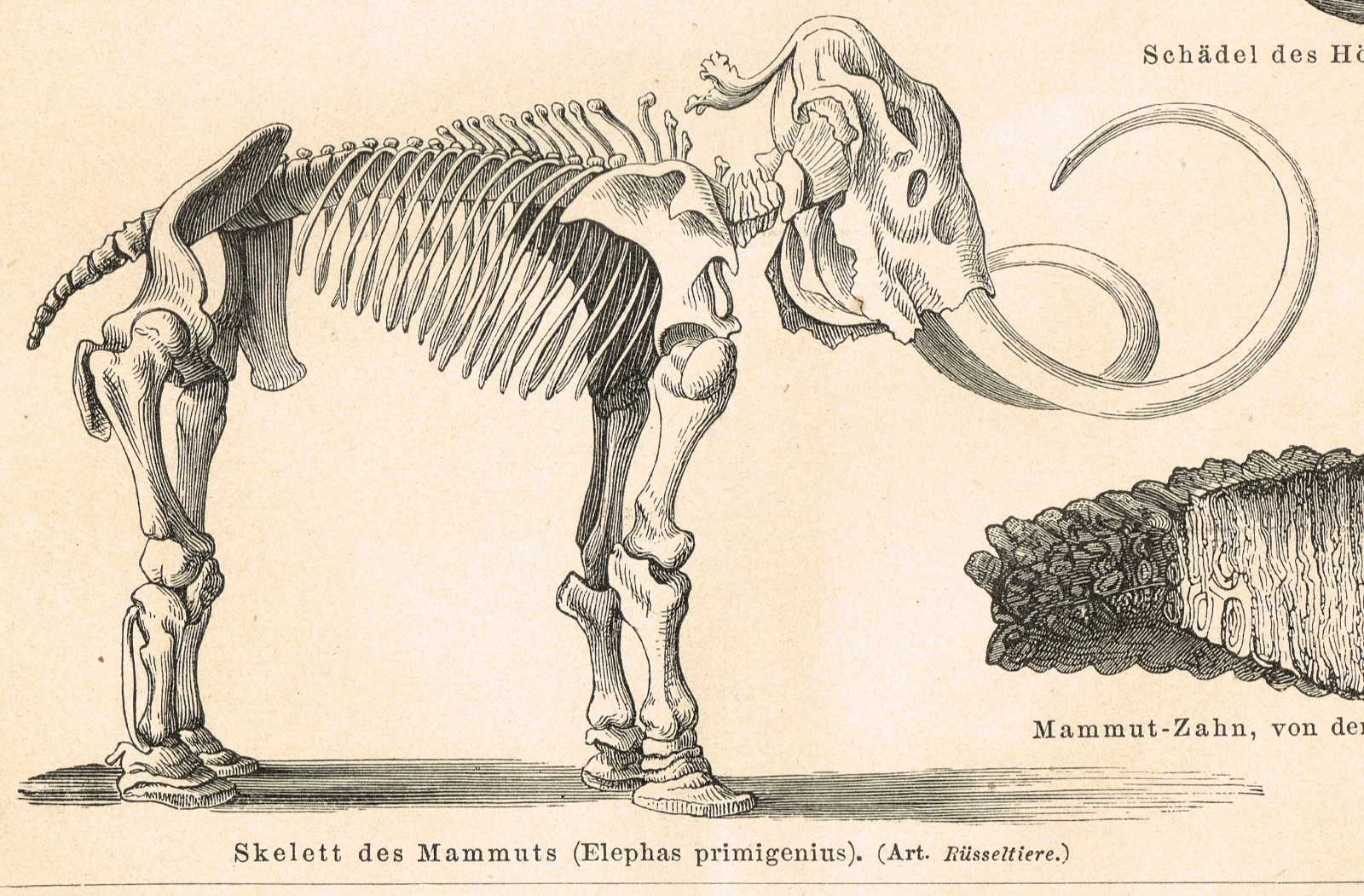 Paleontology Mammoth Bones $ Skull FOSSILS Antique Vintage Authentic Print 1892