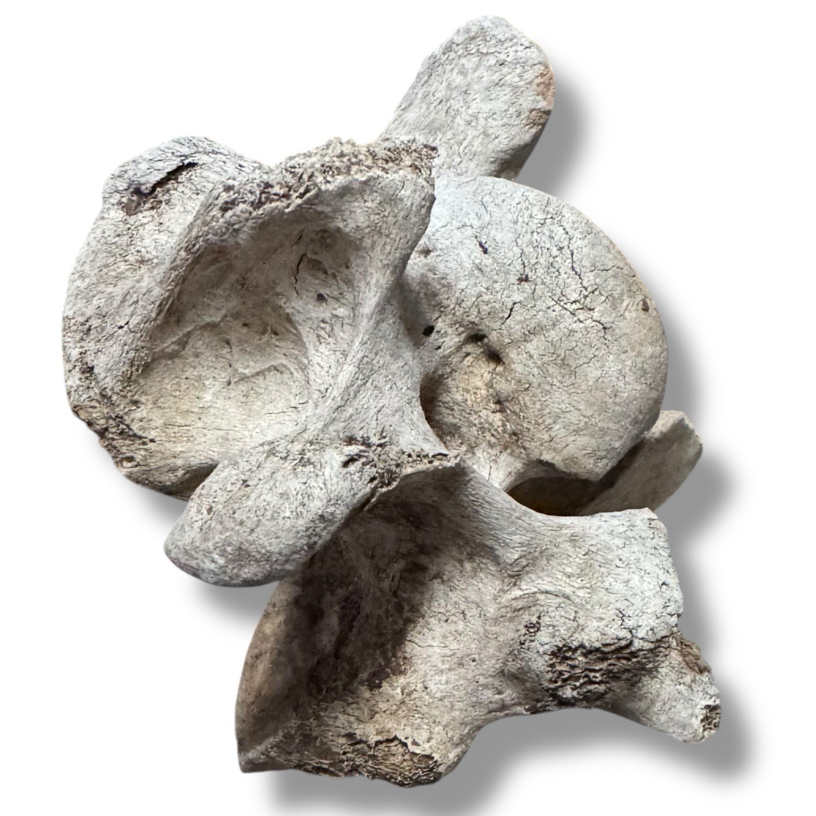 Bison Cervical Vertebra Natural Bone Paperweight Western Decoration No Fossil