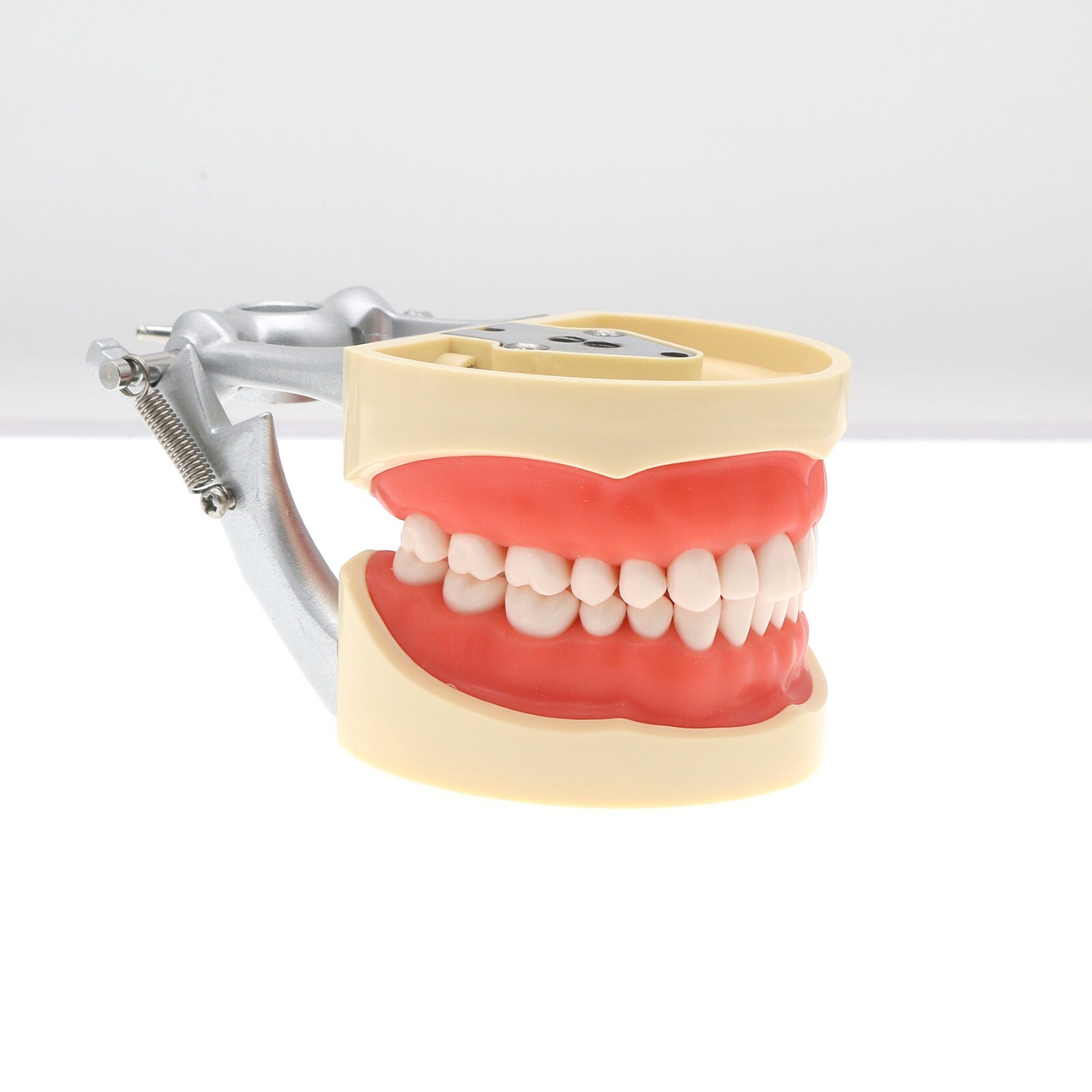 Kilgore NISSIN 200 Type Dental Typodont Model M8012 with 32Pcs Removable Teeth