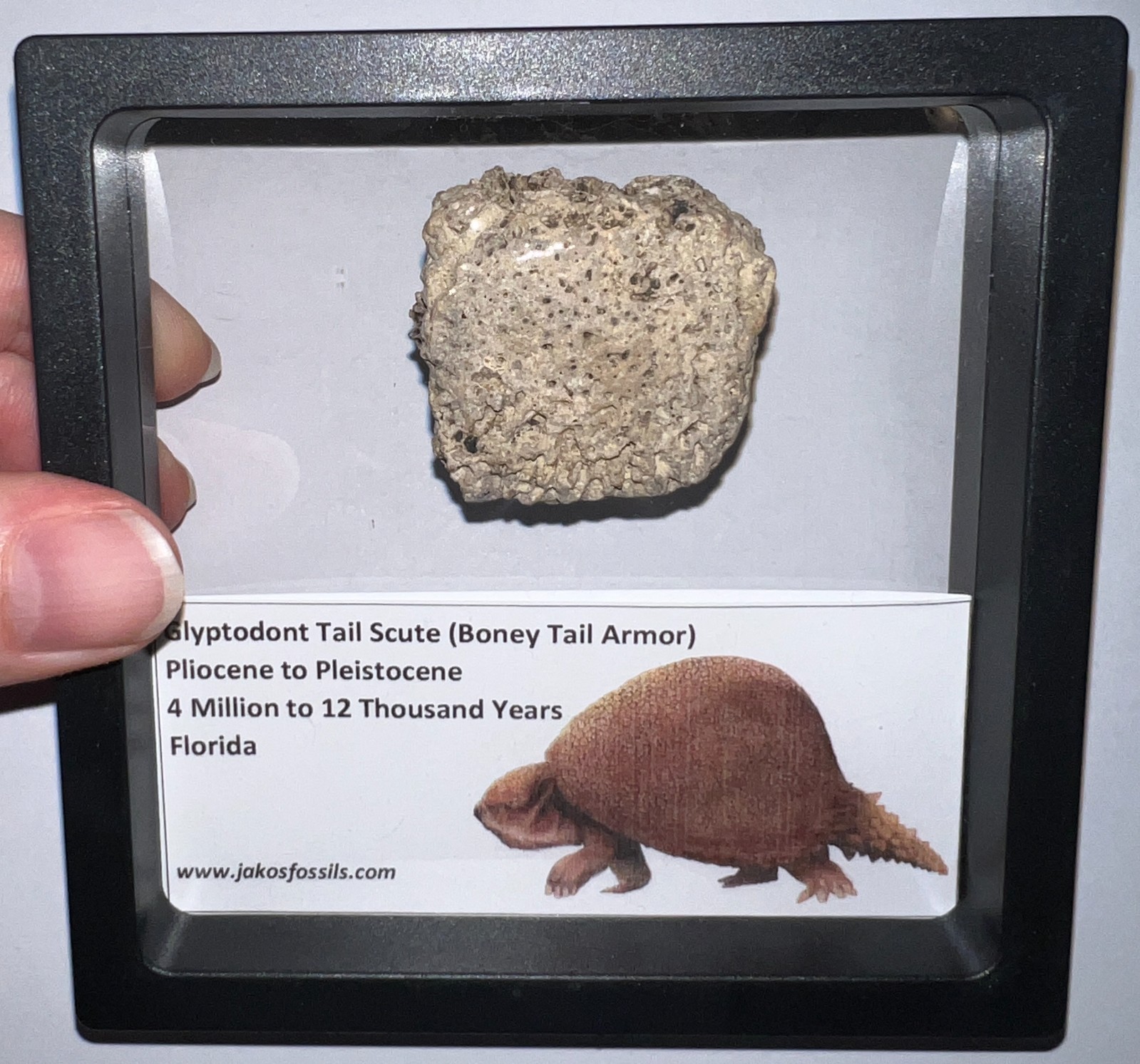 Framed RARE Ice Age Fossil GLYPTODONT Tail Scute Bone Armor Lot! ONE PER ORDER!