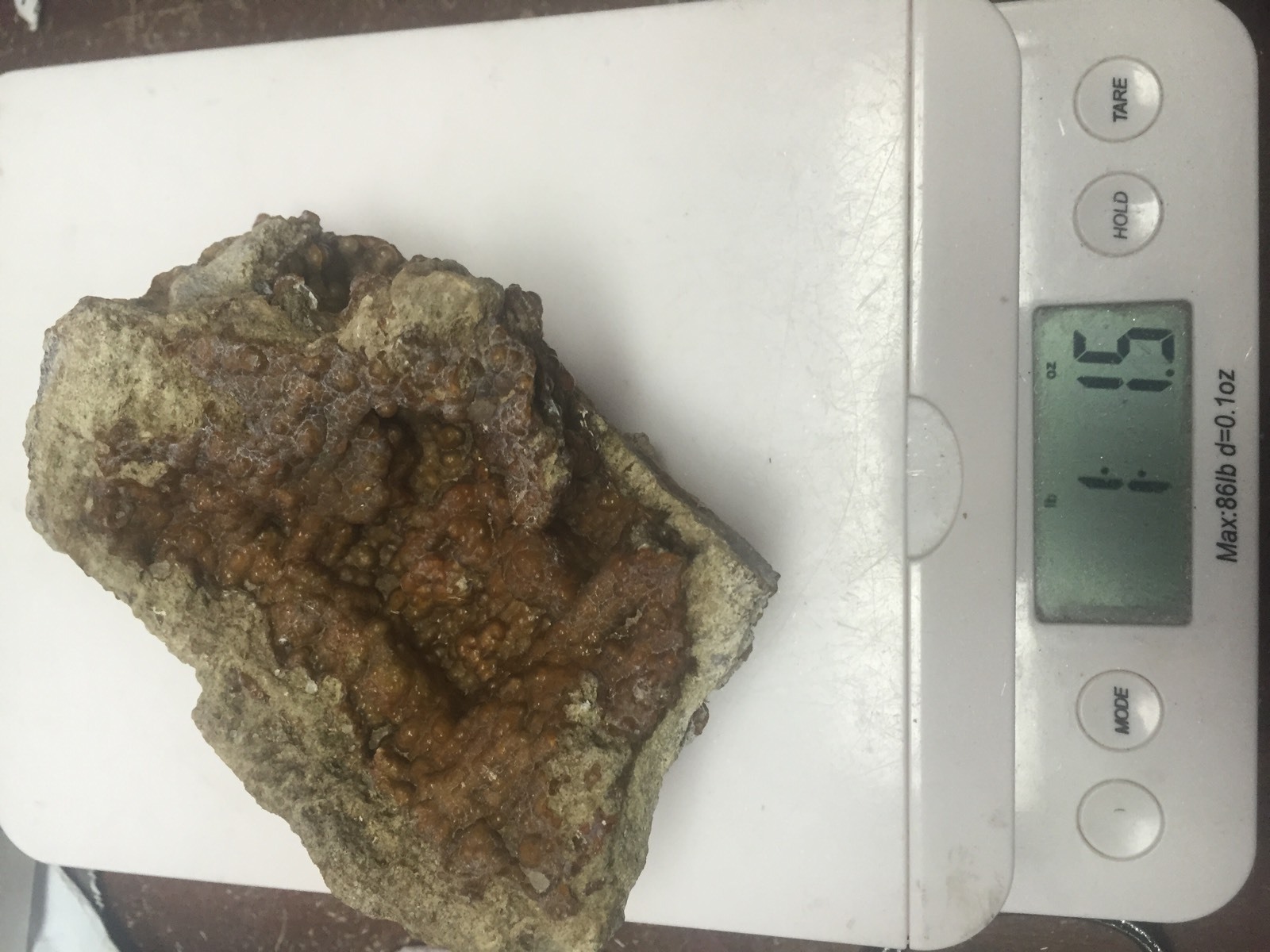 Big 1lb Fossilized Coral Botryoidal Specimen Peace River FL