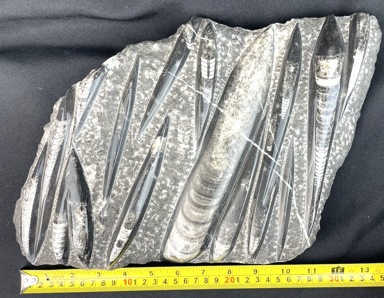 10 lbs Block of Polished Petrified Sea Life Fossil Devonian Orthoceras 9" x 12"