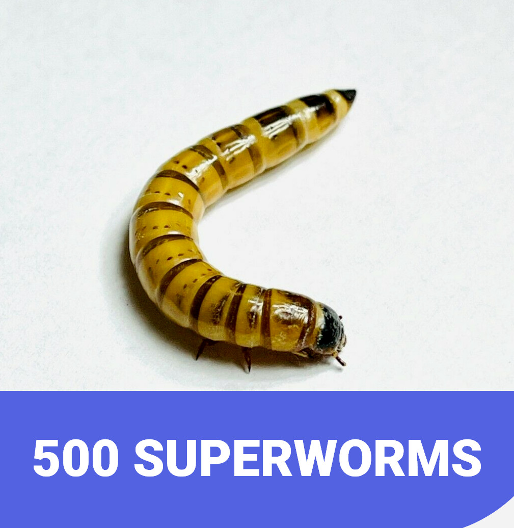 500 LARGE LIVE SUPERWORMS 1.5”-2” Free Shipping  LIVE ARRIVAL GUARANTEE
