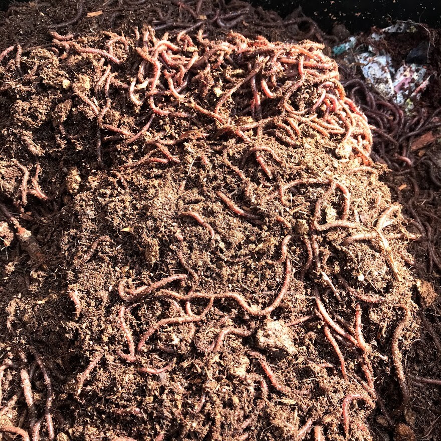 2000 Red Wiggler Worms for Organic Gardening Vermicomposting Vermi