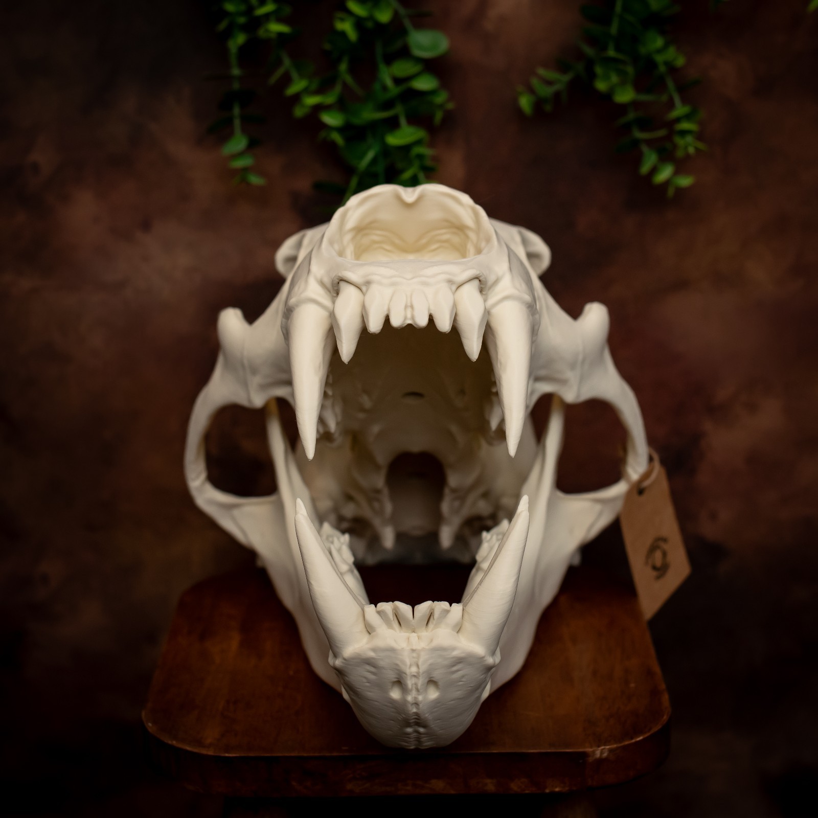Life-Size 3D Polar bear Skull – unpainted bone colour Fossil Replica