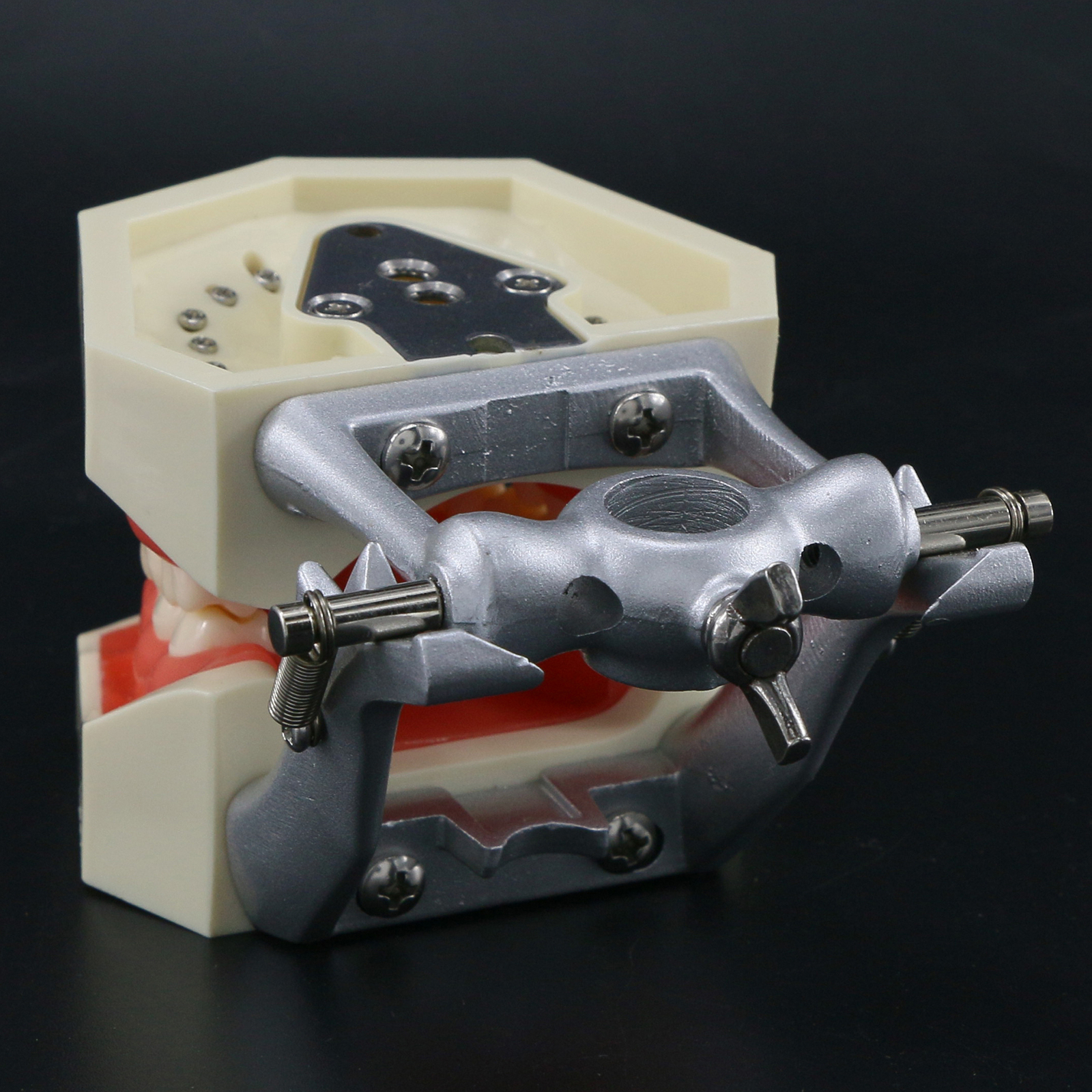 USA Kilgore Nissin 500 Style Dental Teeth Typodont Model 28Pcs Removable Teeth