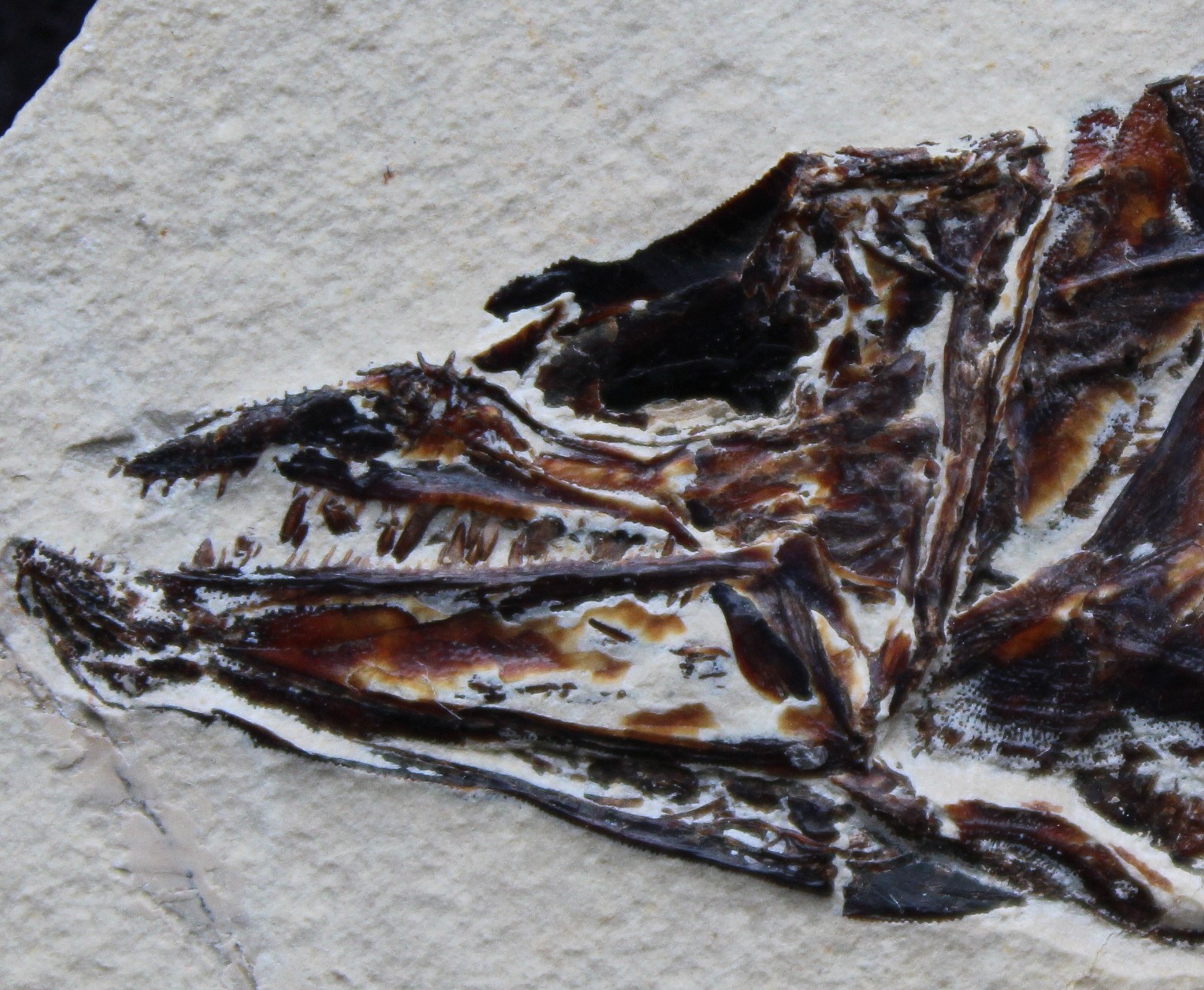 Viper Fish Eurypholis 97 Museum Quality with Impressive Teeth - Fossils Lebanon