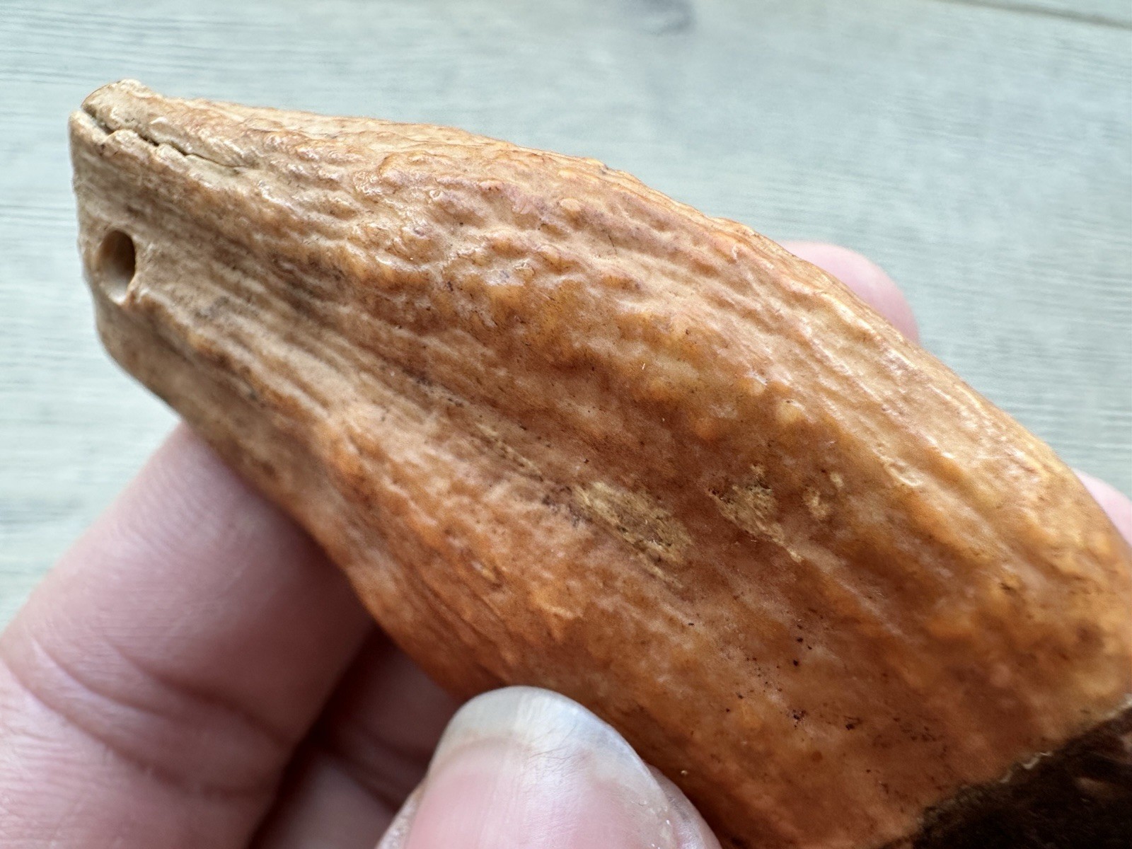 3.8” Ursus Spelaeus 25,000 Years Old Cave Bear Tooth Perfect Condition