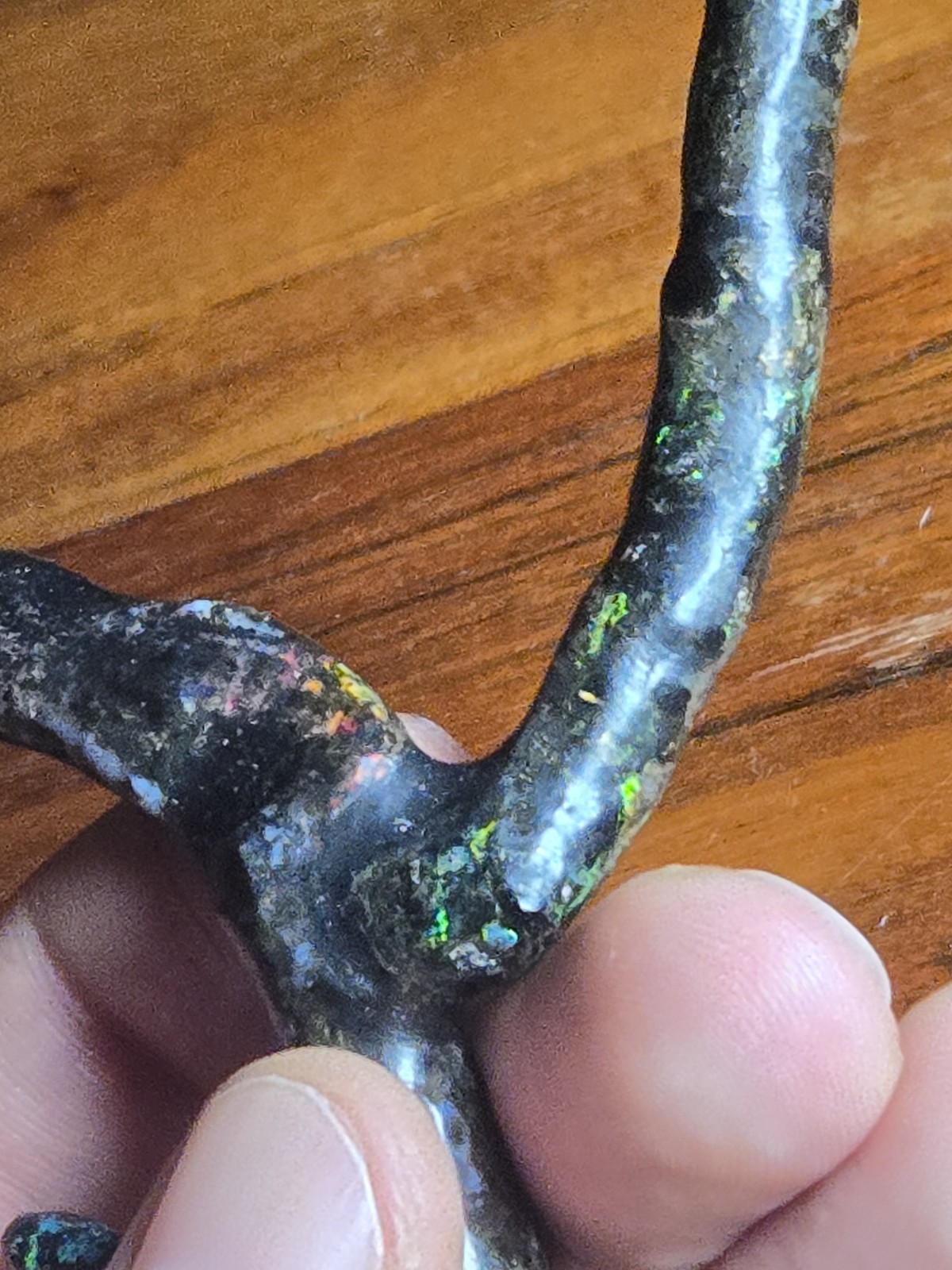 ULTRA RARE! LARGE GENUINE COLORFUL NATURAL OPAL IN BLACK PETRIFIED WOOD FOSSIL!