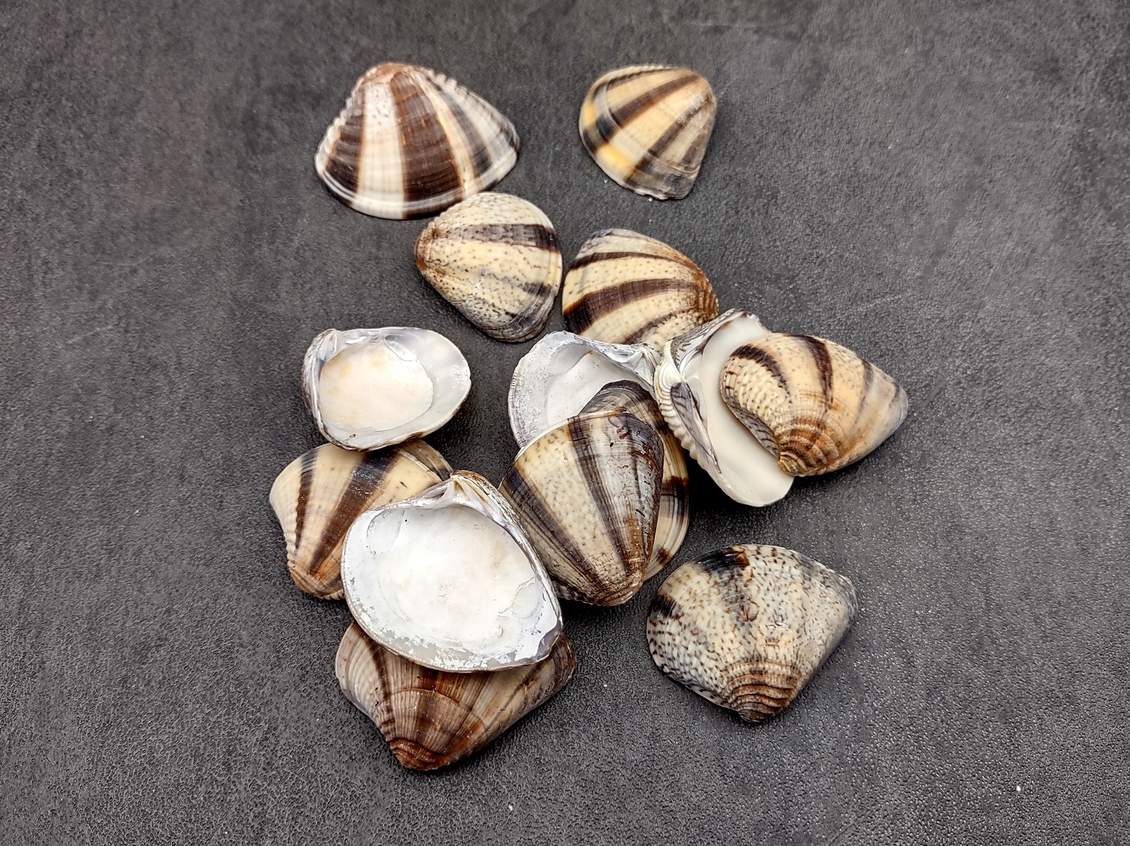 Mexican Sunset Striped Clam Seashells (15 shells approx. 1.25+ inches)