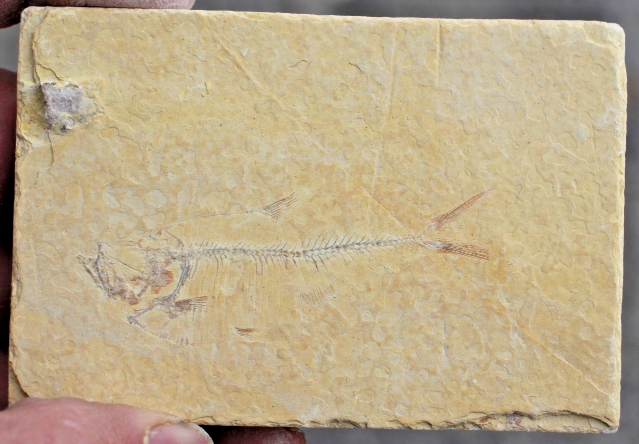 5 Baby Fossil Fish #27 • Knightia & Diplomystus • Ave. Length 2.25" - 2.5"