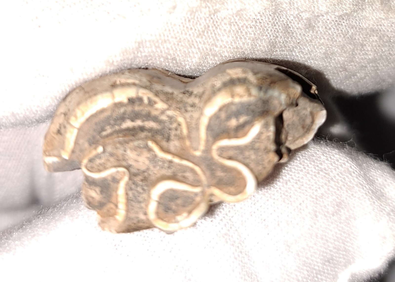 EOCENE FOSSIL HORSE [EQUUS] TOOTH FRAGMENTS FROM ARCADIA, FLORIDA – SPECIMENS #5