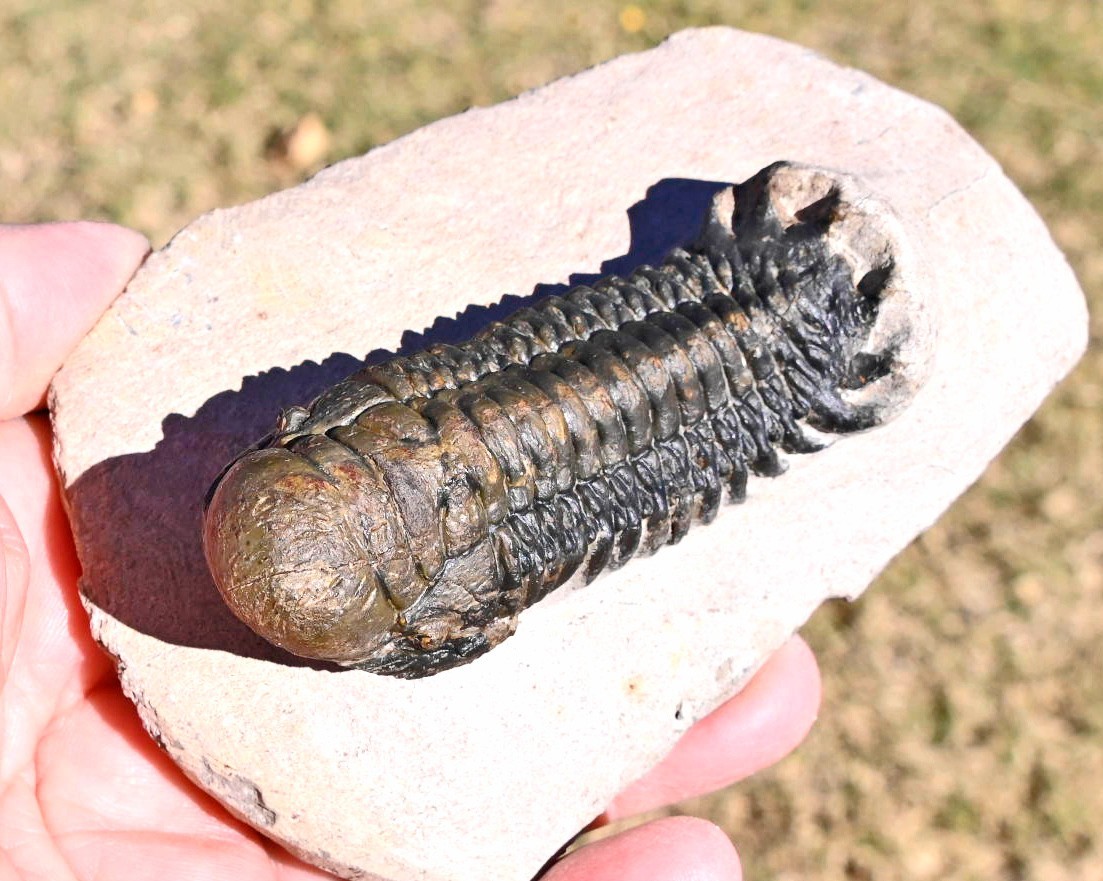 Trilobite Fossil, Crotalocephalus gibbus with a Hypostome, from Morocco #2