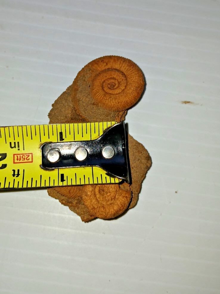 Nice Ammonite Fossil Cluster