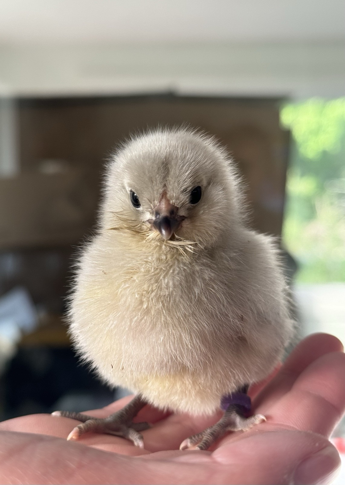 6+ Organically Raised Self Blue Lavender Ameraucana Fertile Hatching Eggs