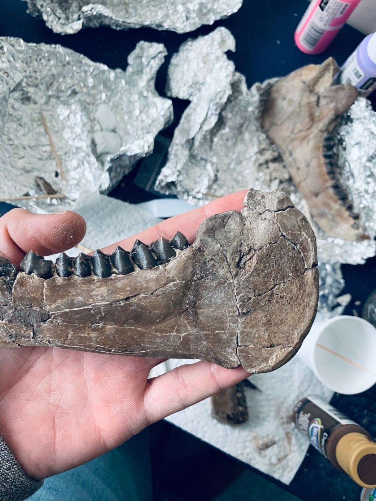 Fossil Merycoidodon Oreodont Teeth In Jaw, White River Badlands,