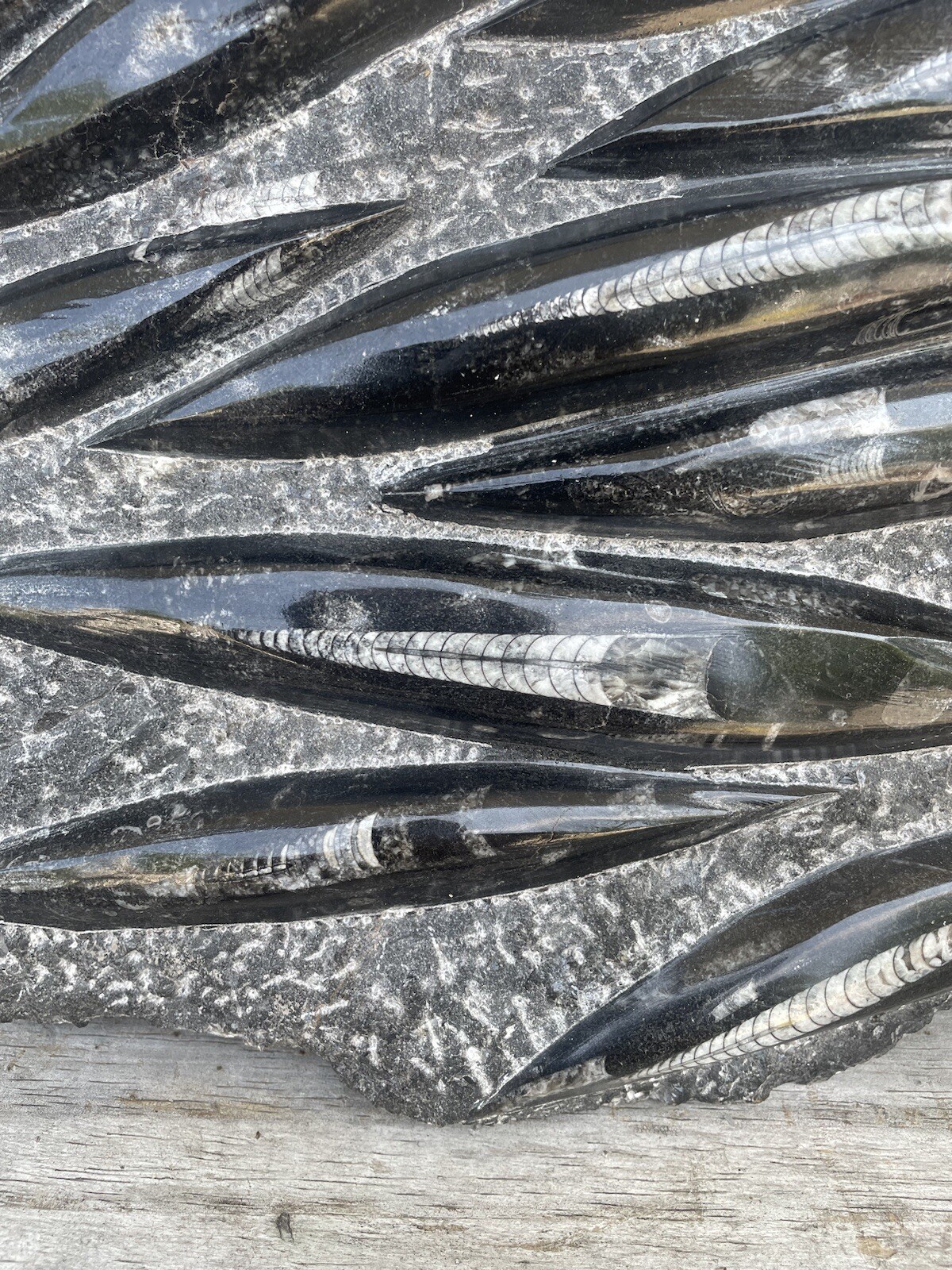 Polished Orthoceras Fossil Black Stone Slab Beautiful ❤️❤️❤️