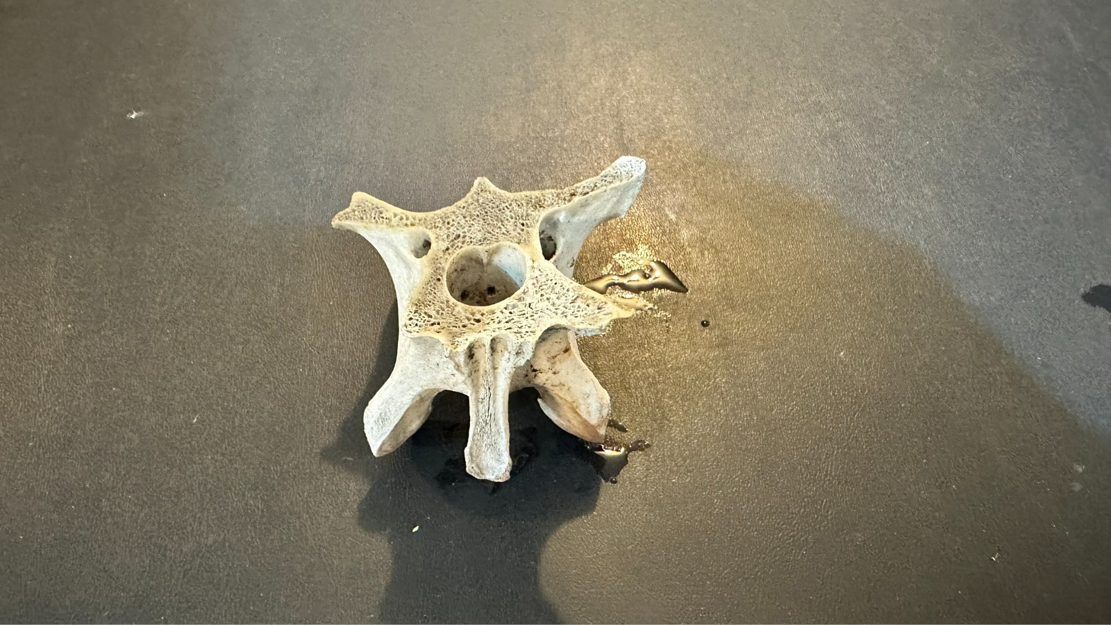 Large Animal Mammal Deer Vertebrae Smiling Bone Arts Crafts Spine Fossil
