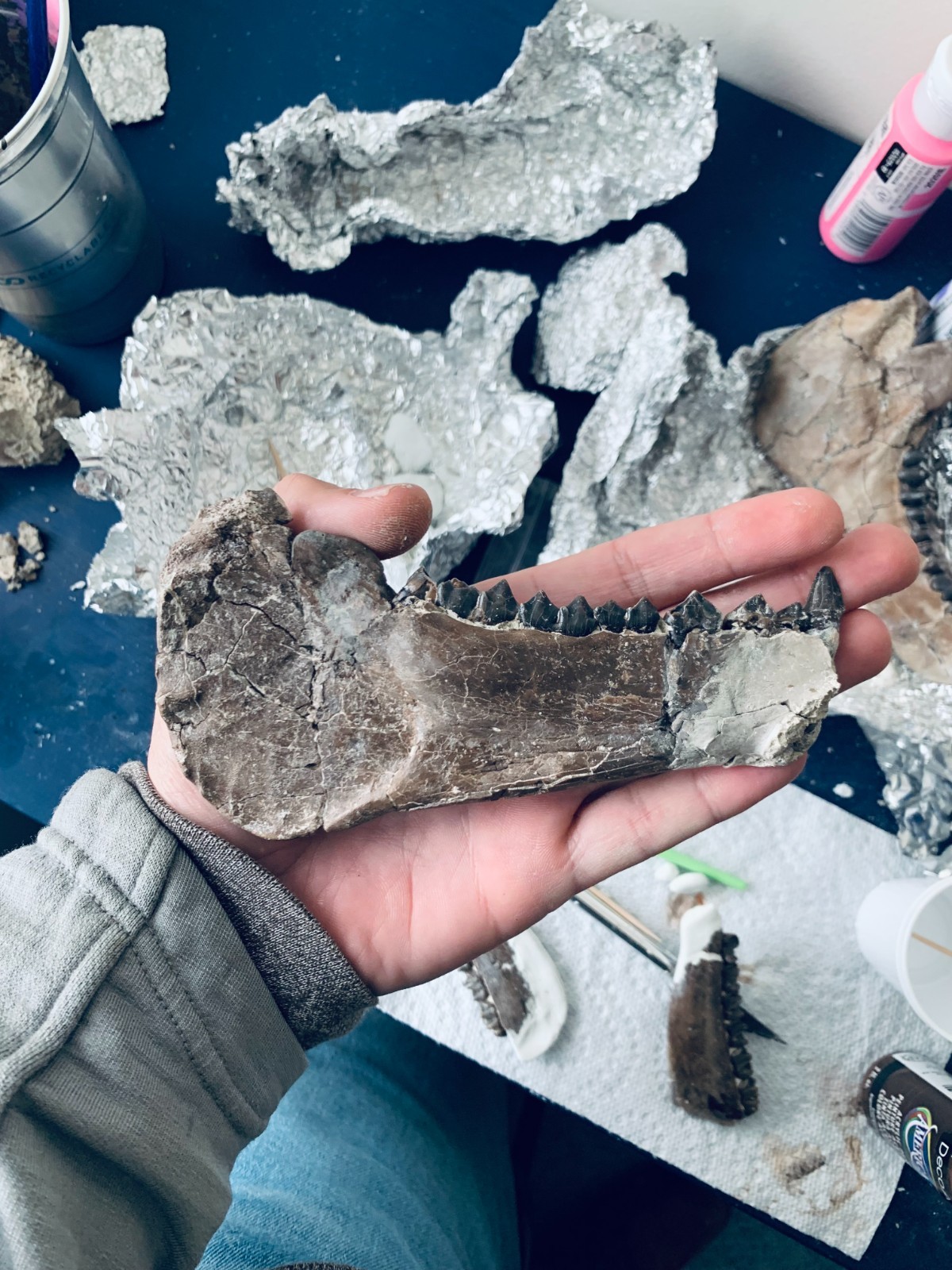 Fossil Merycoidodon Oreodont Teeth In Jaw, White River Badlands,