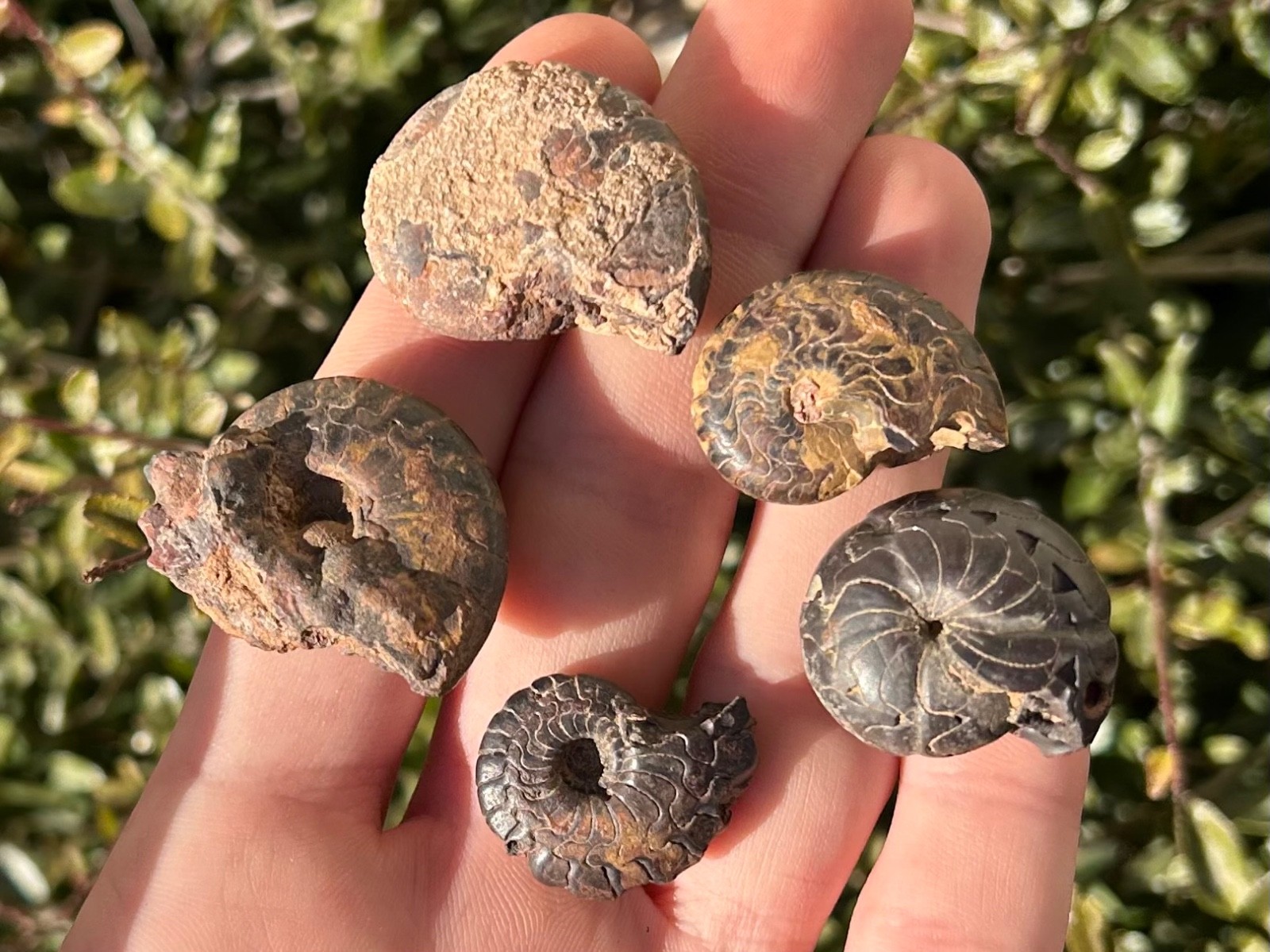 Fossil Goniatites LOT OF 5 Morocco Ammonite Devonian Age