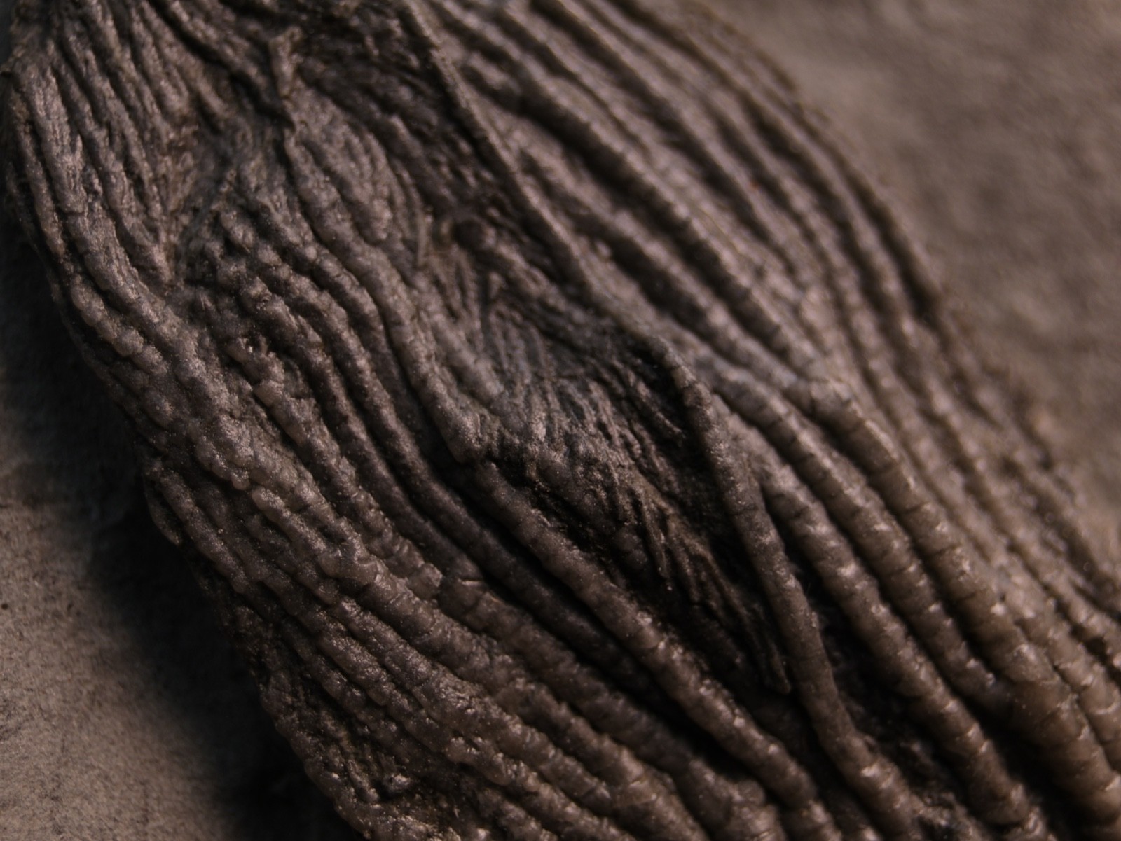 Sweet Pachylocrinus aequalis Fossil Crinoid, Crawfordsville, IN