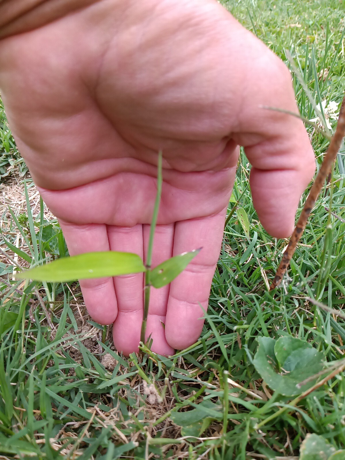 Fall Special MOSO Live Bamboo Root 6pc per order, 5 inches or longer each.