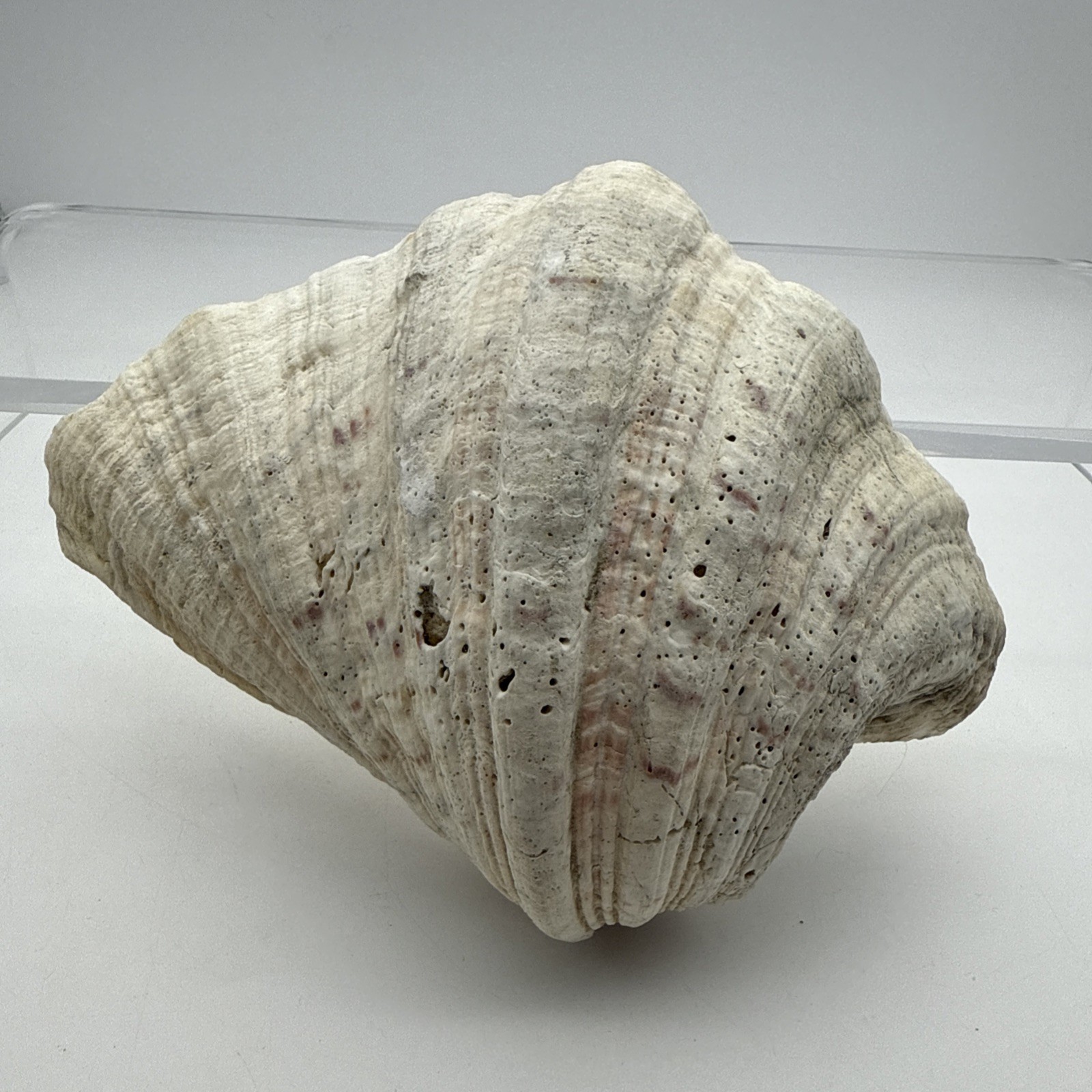 Giant Clam Shell Tridacna Gigas 9.5” Long X 7.5” Wide Fossil Indentations Clean