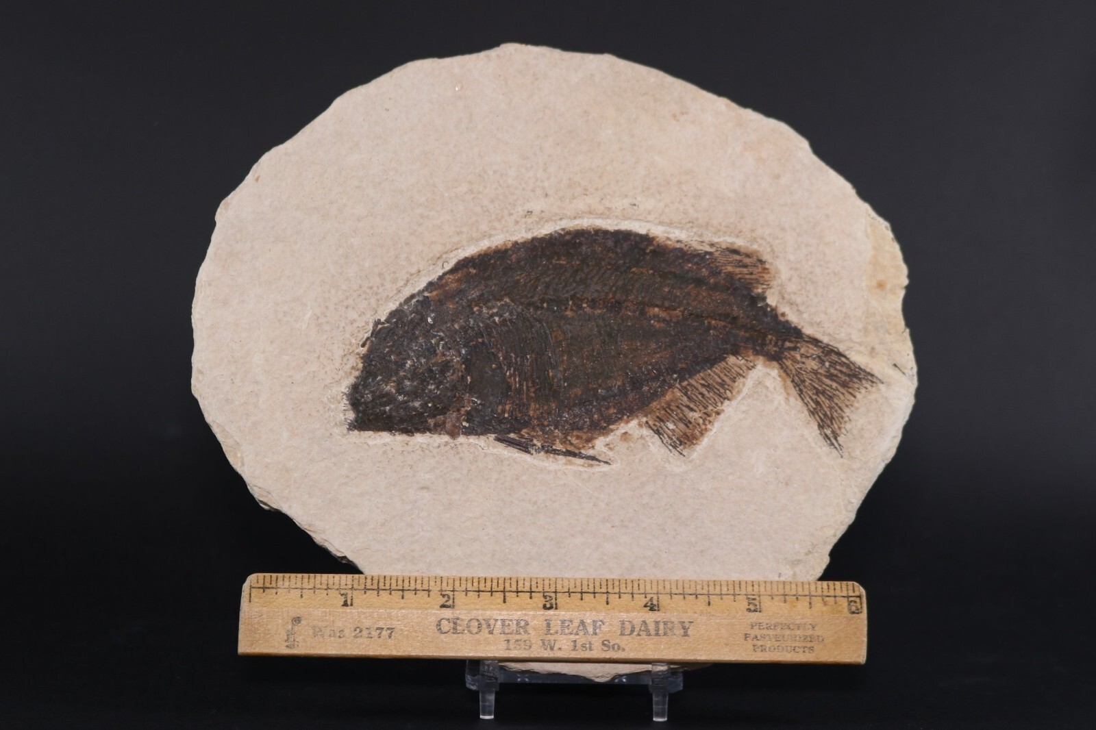 Bargain Phareodus Fossil Fish Fossil Lake Green River Fm Wyoming WY COA 11772