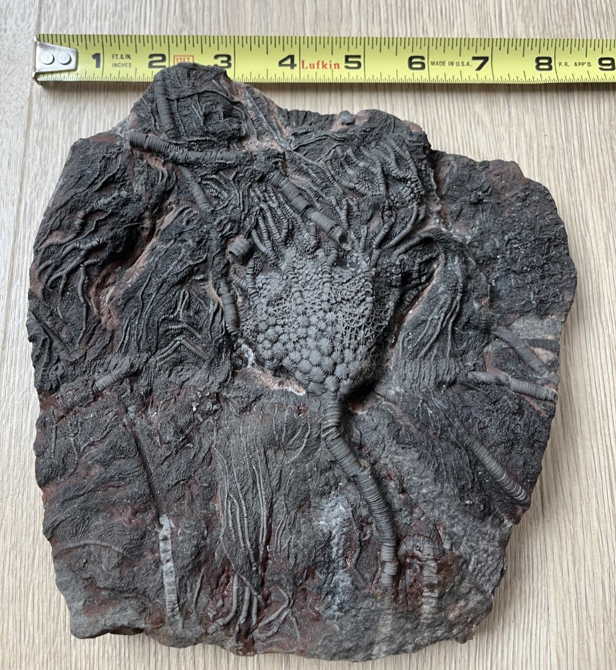 Museum Quality Silurian Crinoid Scyphocrinites Fossil Plate – Morocco