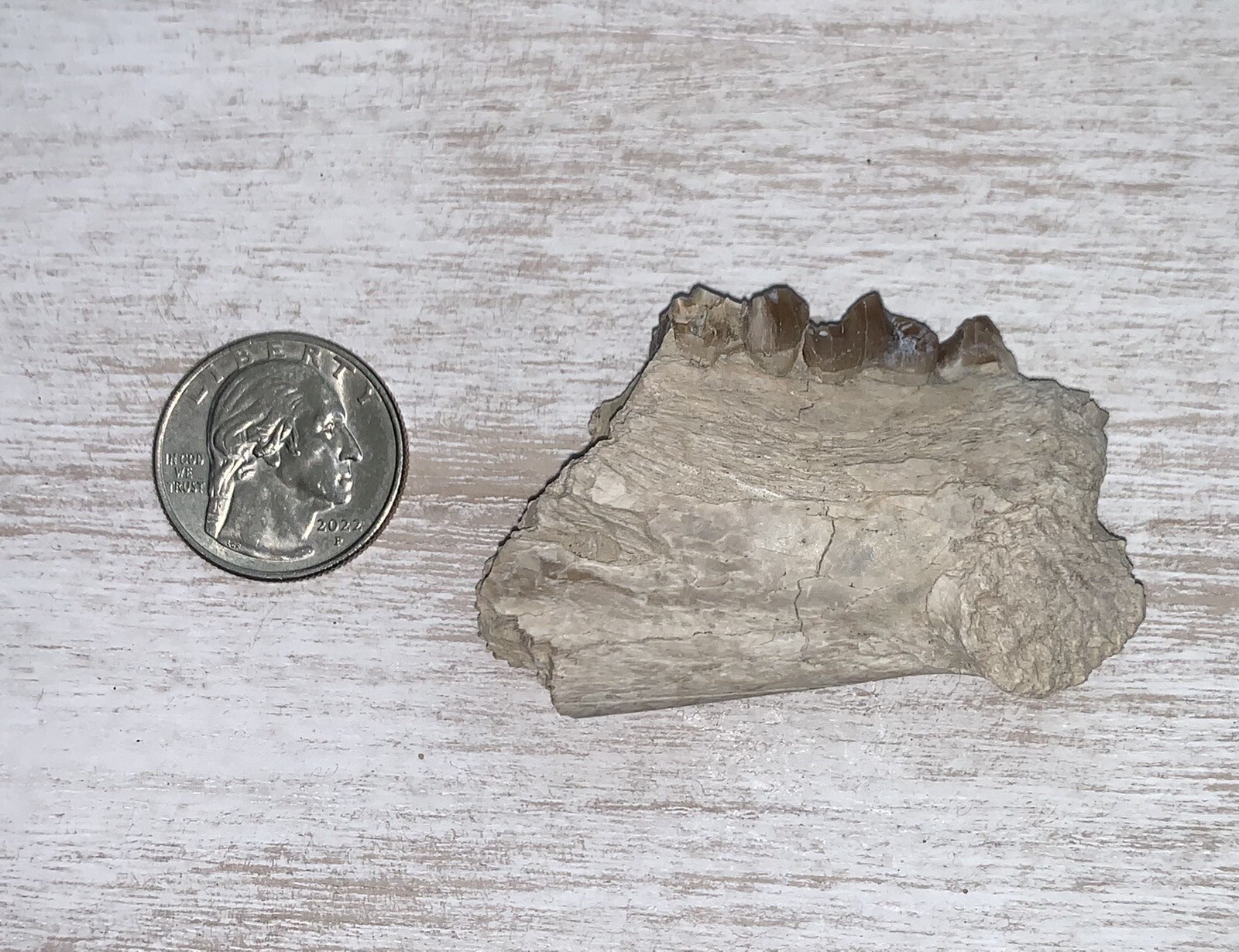 Fossil Merycoidodon Oreodont Teeth  In Jaw, White River Badlands,