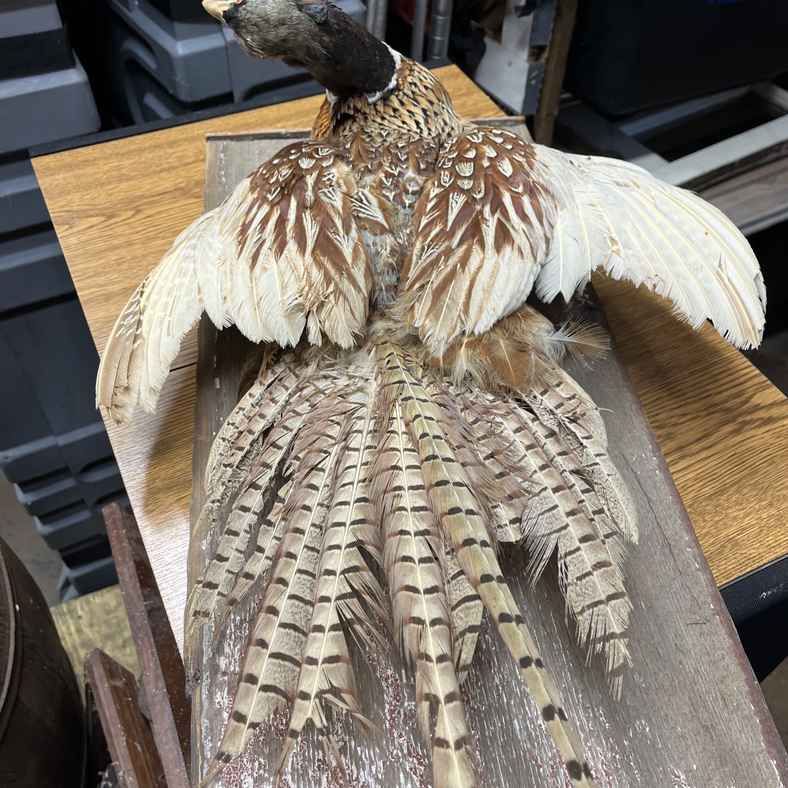 VINTAGE TAXIDERMY RING-NECKED FULL PHEASANT WALL MOUNT 24” CABIN HUNTING